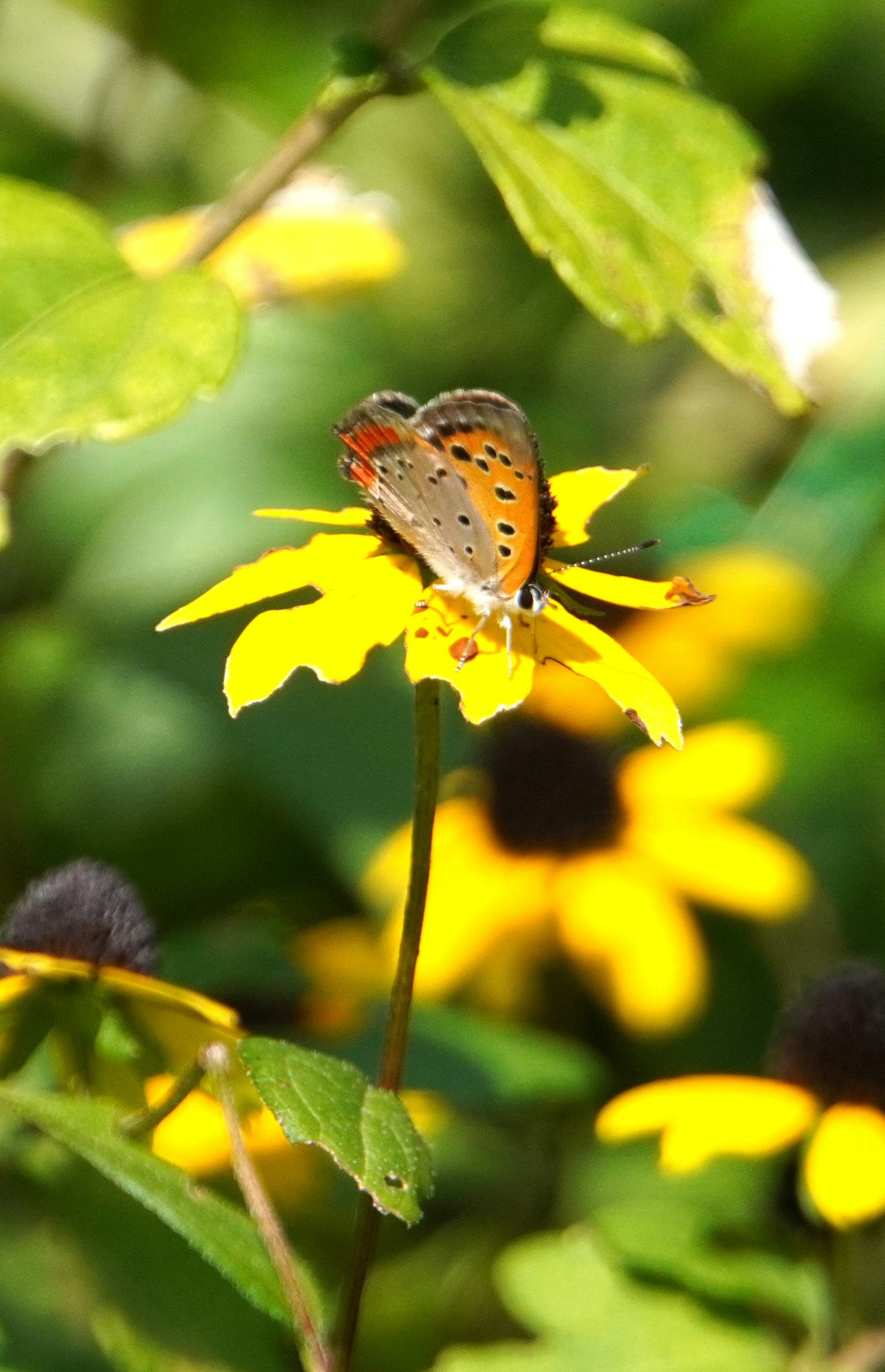 bellissima farfalla che riposa su un fiore giallo