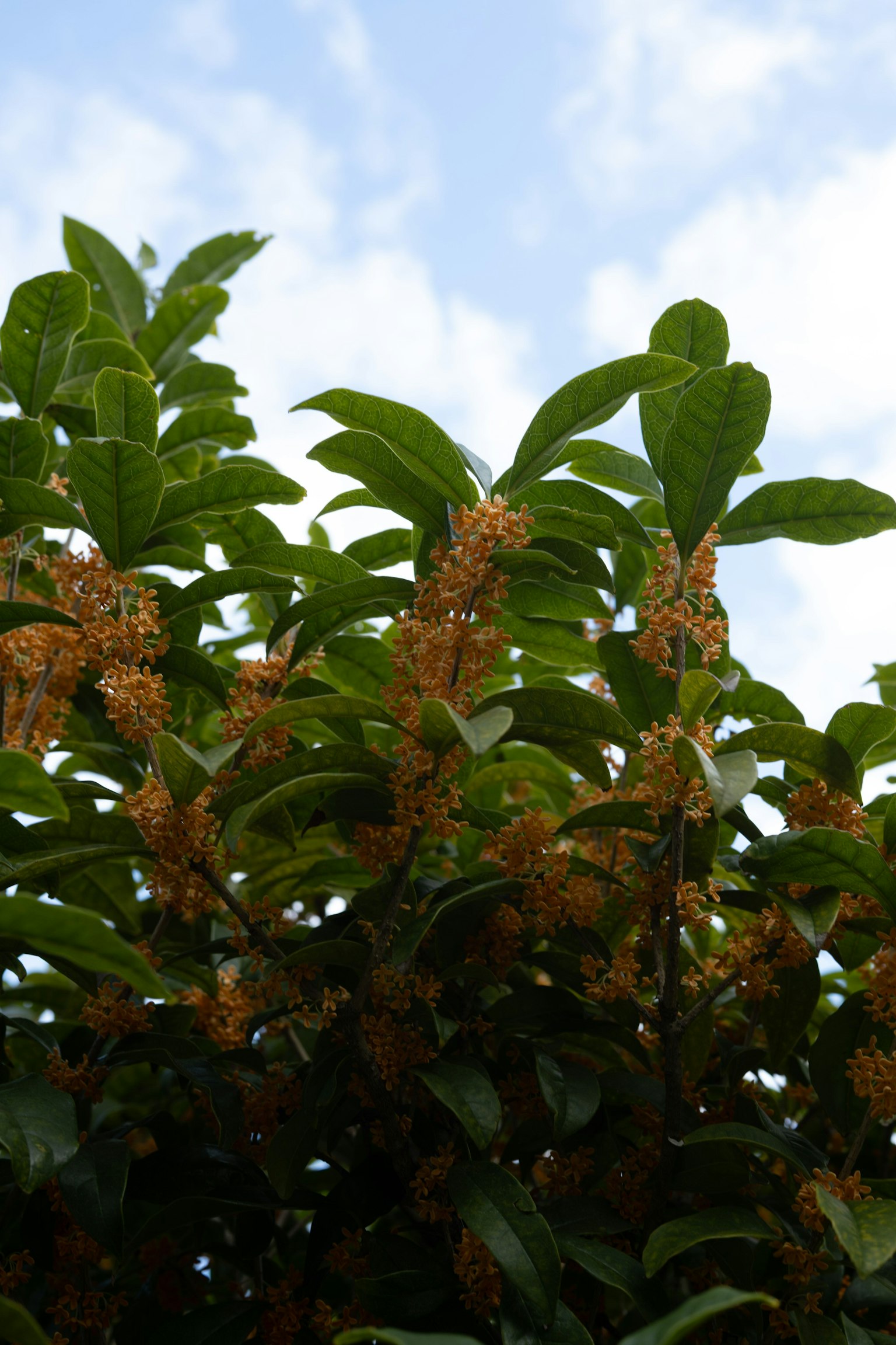 Sweet osmanthus flowers and green leaves under a blue sky