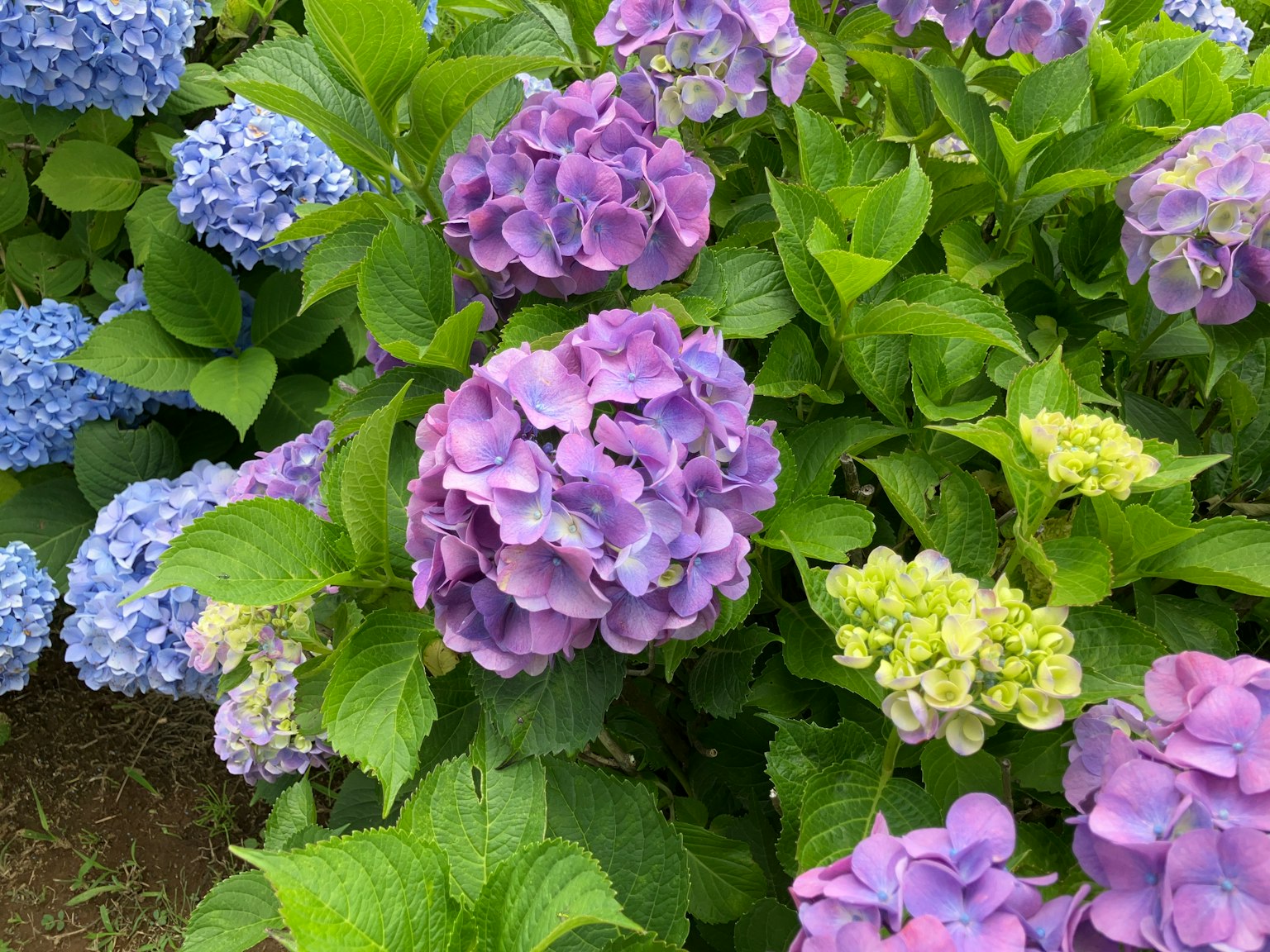 Beautiful scene of hydrangea flowers in purple and blue surrounded by green leaves