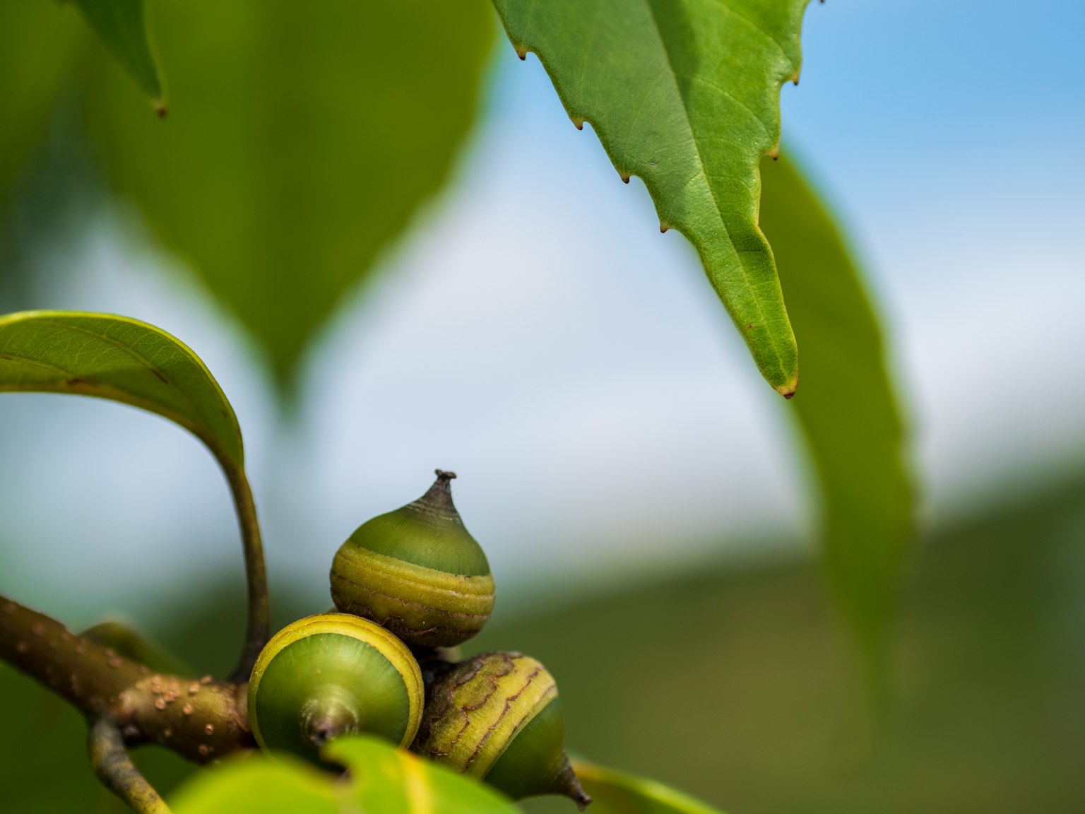 Kedekatan dua kacang di dekat daun hijau