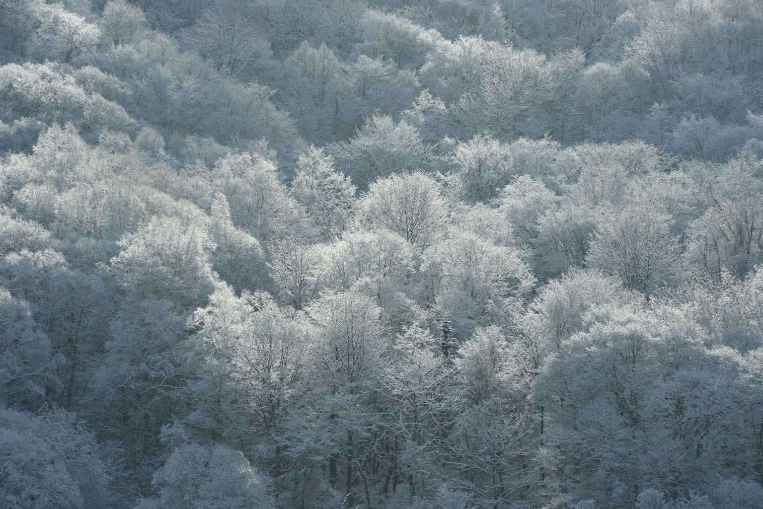 photo-6x31fWXne7DvQnQ0fONw-image