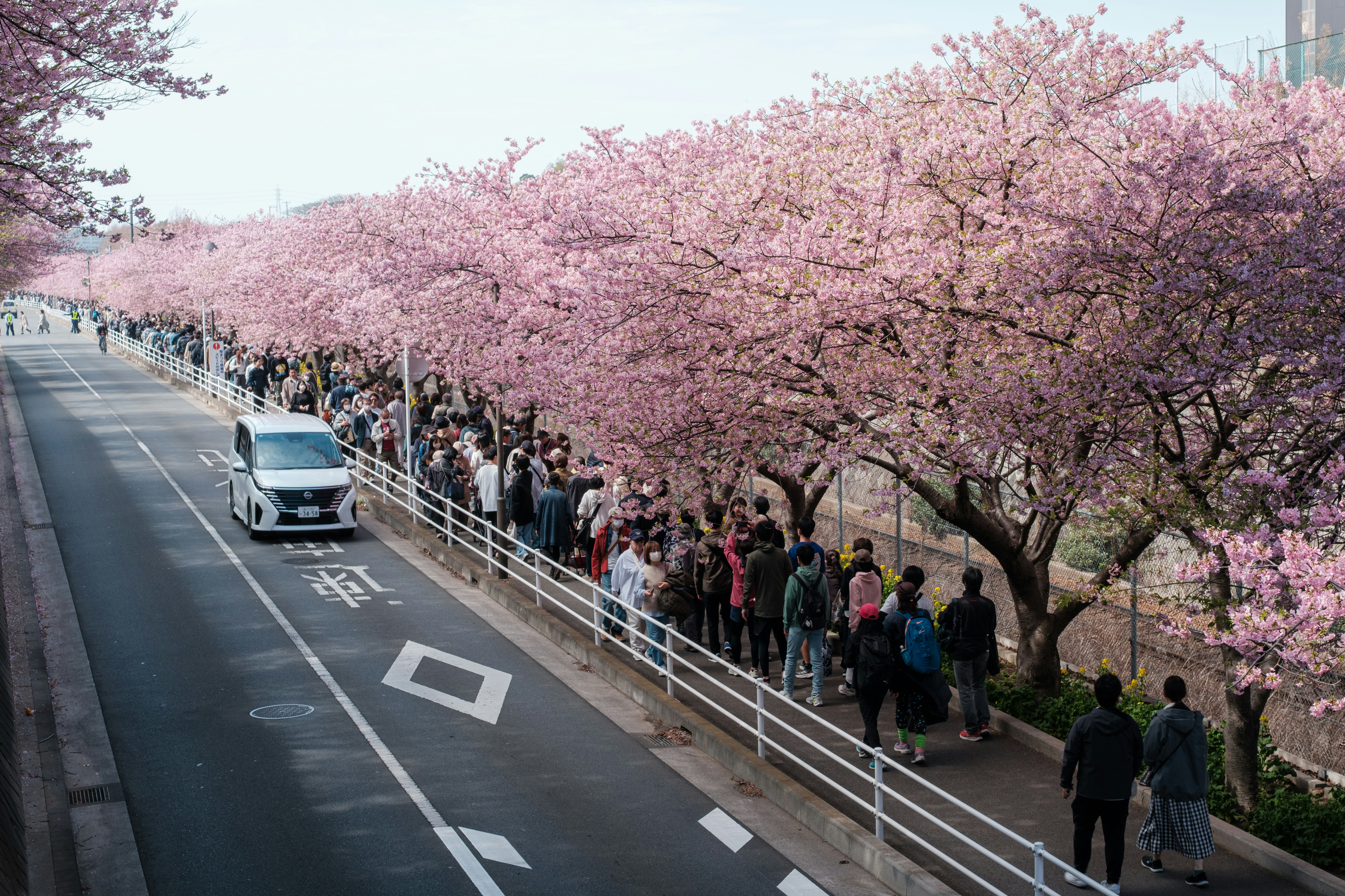 Persone che godono della fioritura dei ciliegi lungo una strada alberata