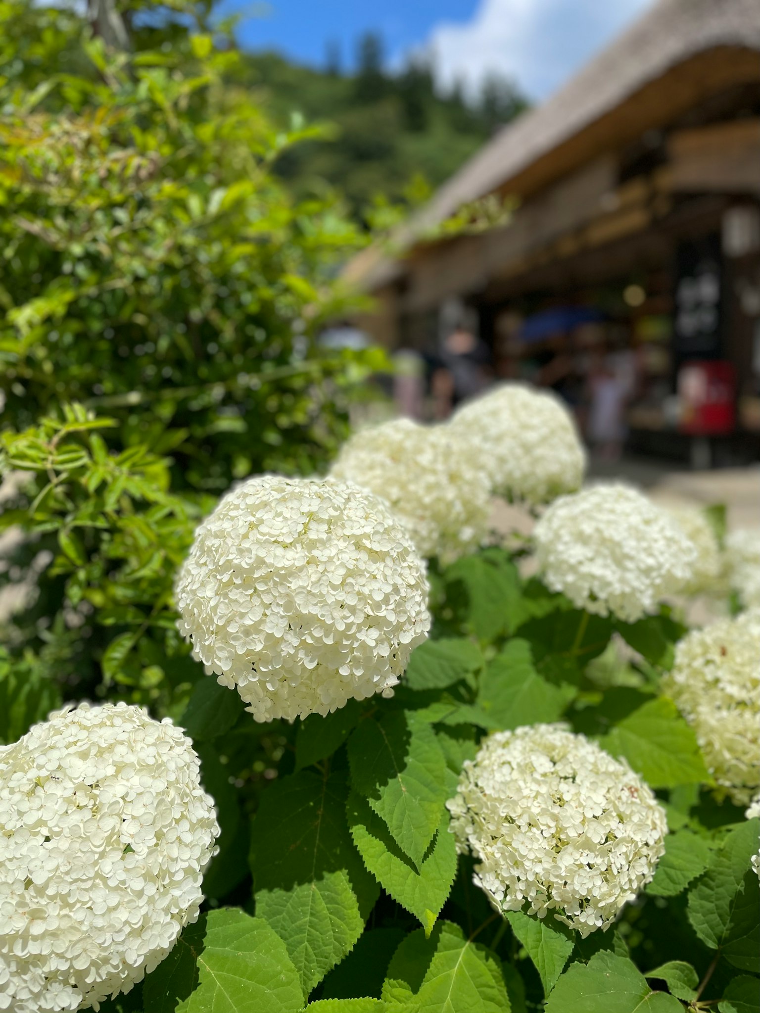 白色绣球花在前景中，背景是一个乡村建筑