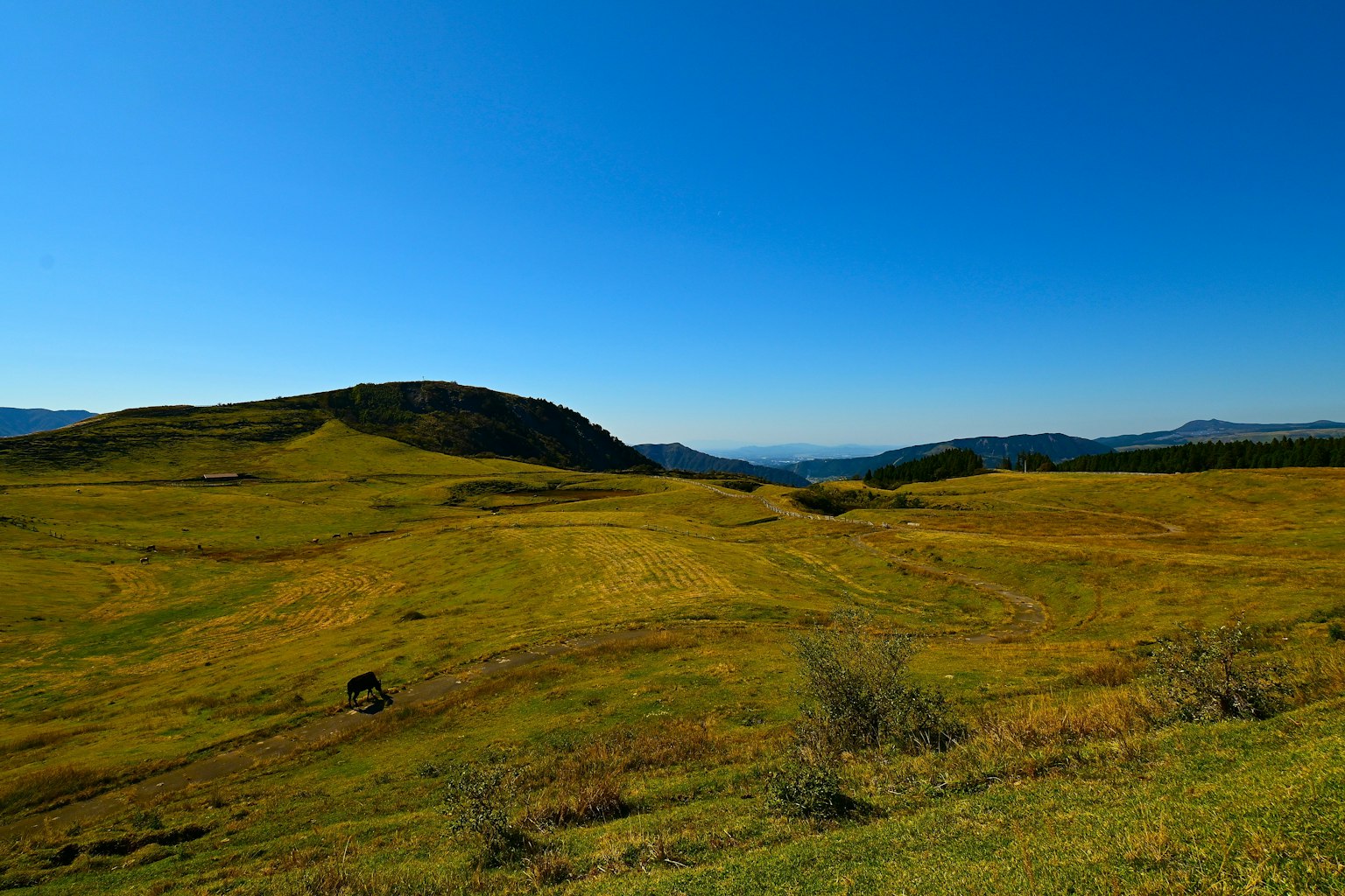 Weite grüne Wiese unter klarem blauen Himmel
