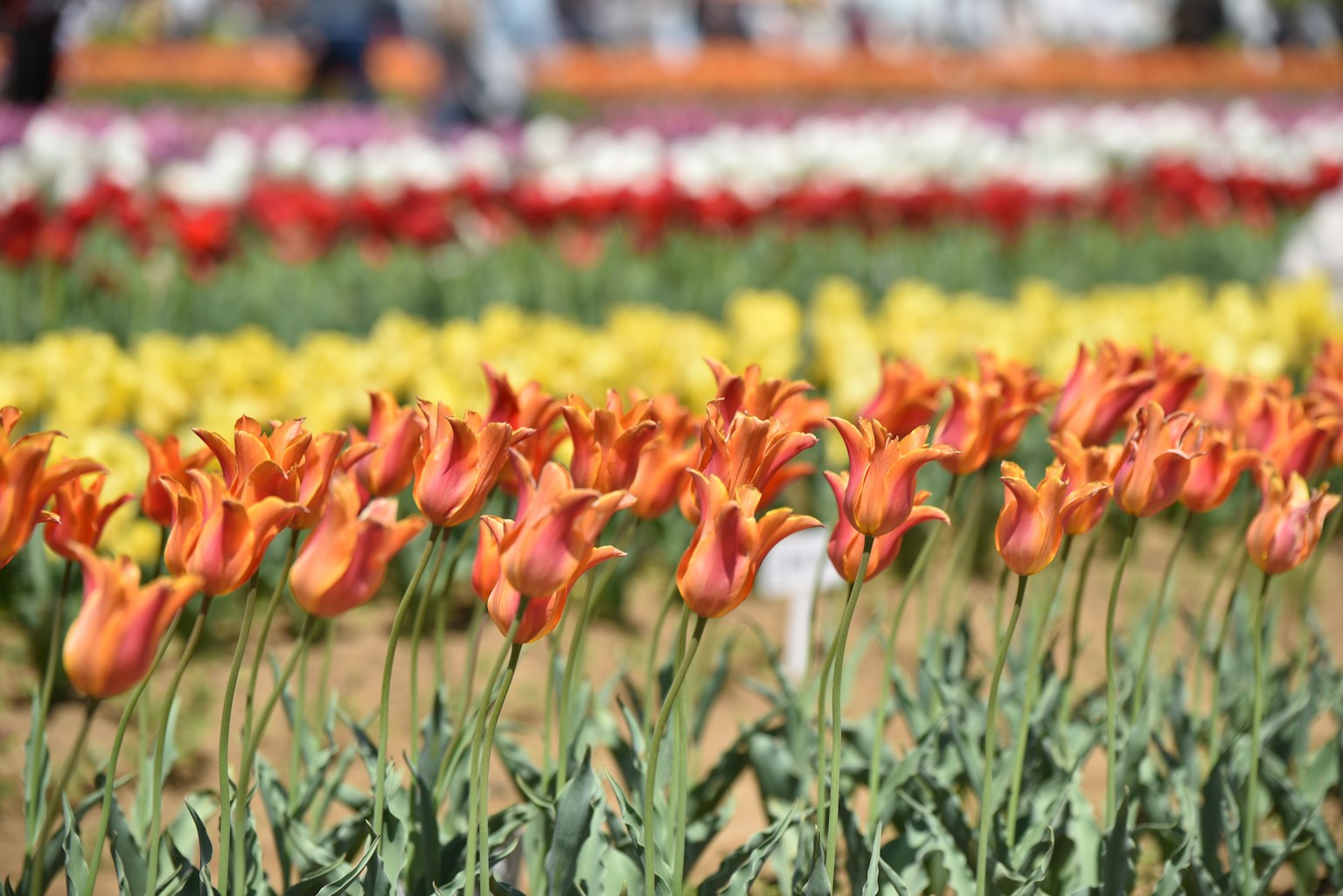 Primo piano di tulipani vibranti di vari colori che fioriscono in un giardino