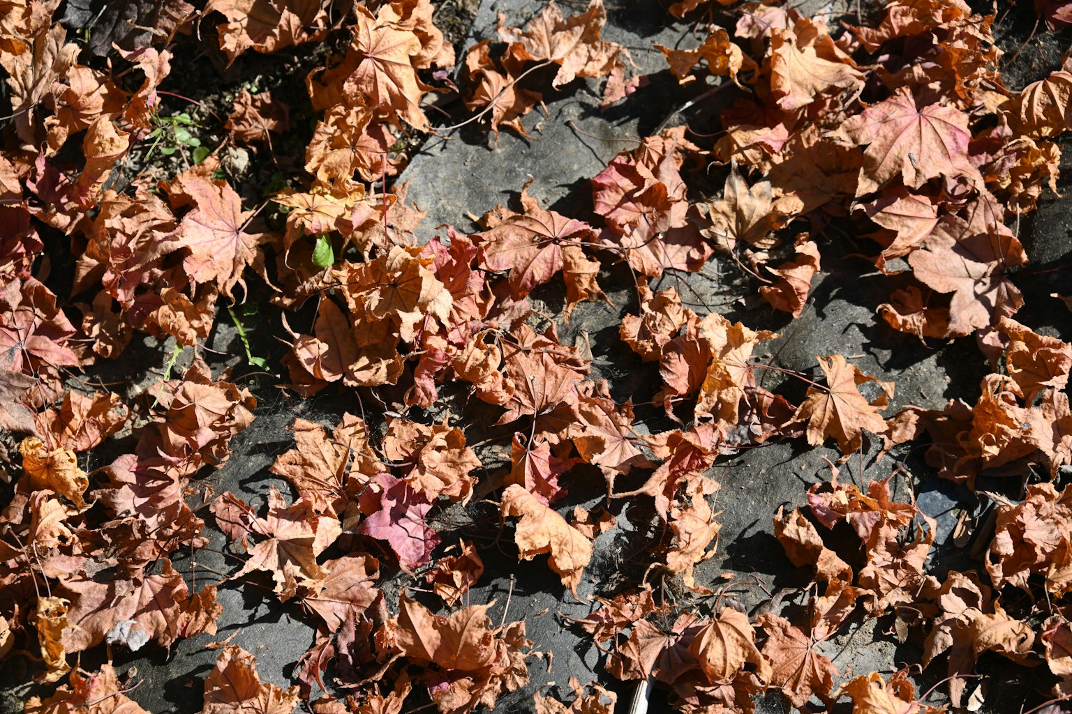 Un sol recouvert de feuilles d'automne de différentes nuances de marron et d'orange