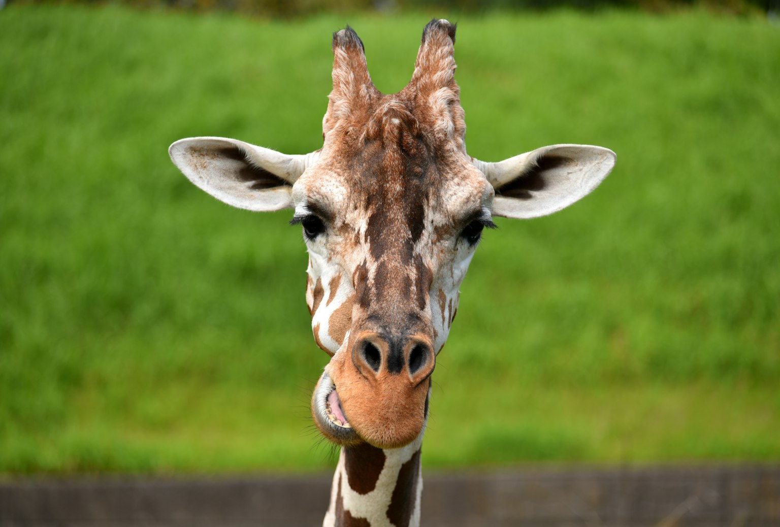 Gros plan d'une girafe sur fond de gazon vert