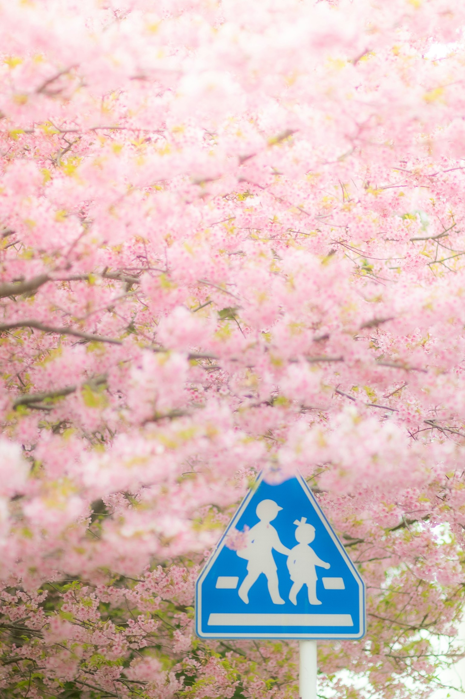 Panneau de circulation indiquant le passage d'enfants avec des cerisiers en fleurs en arrière-plan