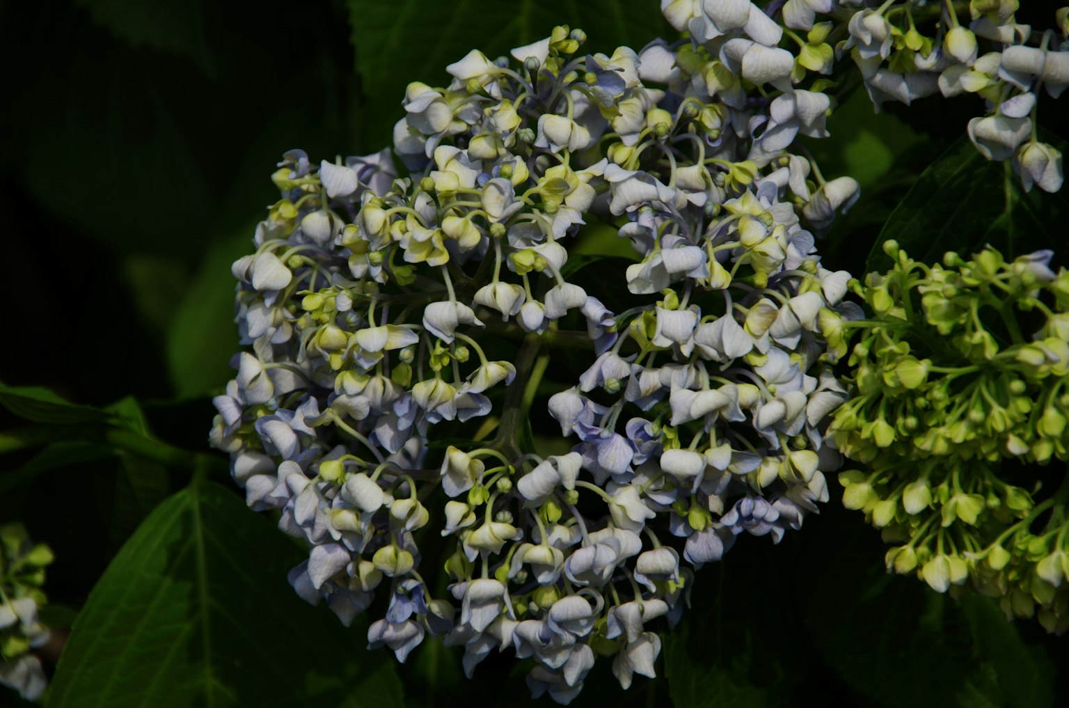 Primo piano di una pianta con fiori blu-viola e foglie verdi