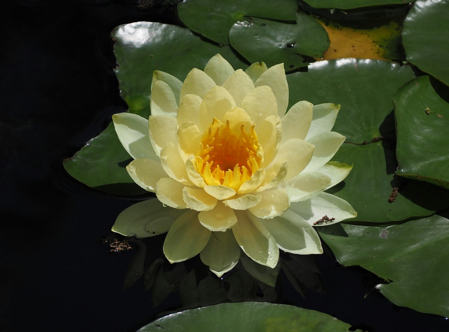 Yellow water lily flower blooming on dark water with green leaves
