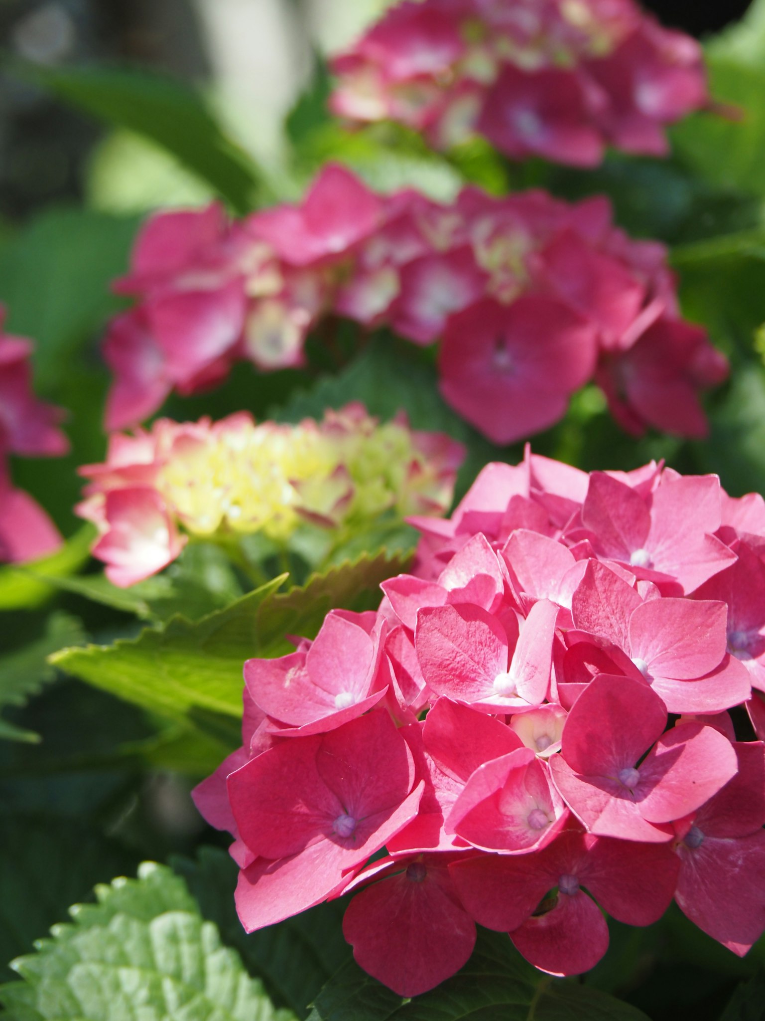 Lebendige rosa Hortensienblüten umgeben von grünen Blättern