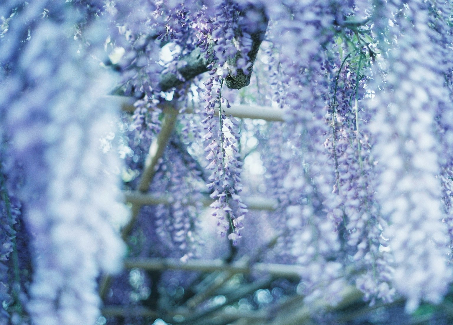 Scène magnifique de fleurs de glycine violettes en cascade