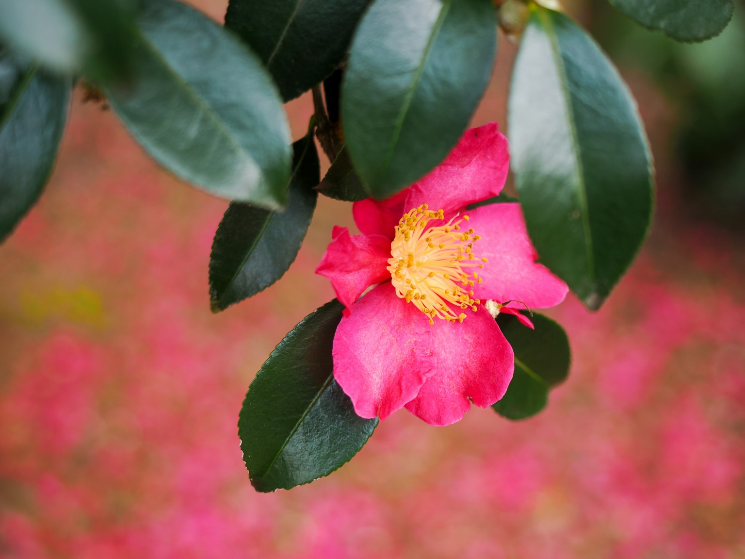 Vibrant pink camellia flower peeking through green leaves with a background of scattered pink petals
