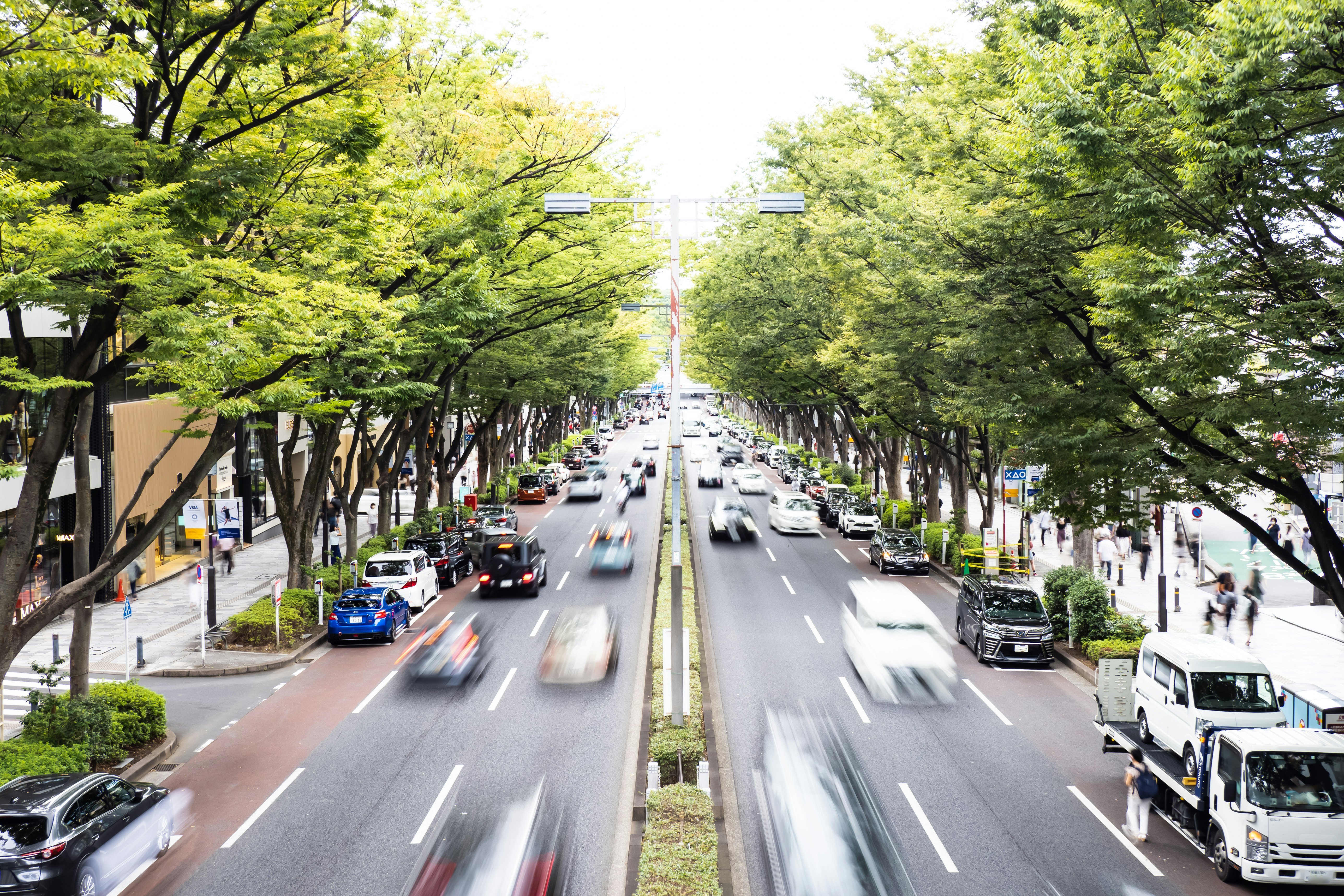 A city boulevard lined with trees with cars driving along