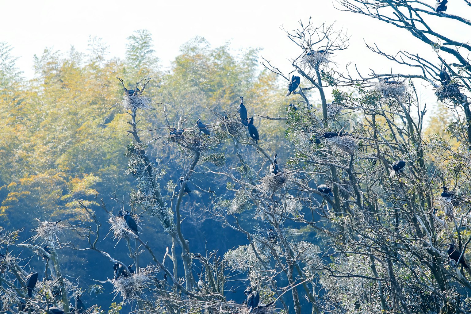 Numerosos pájaros posados en árboles con follaje colorido de fondo