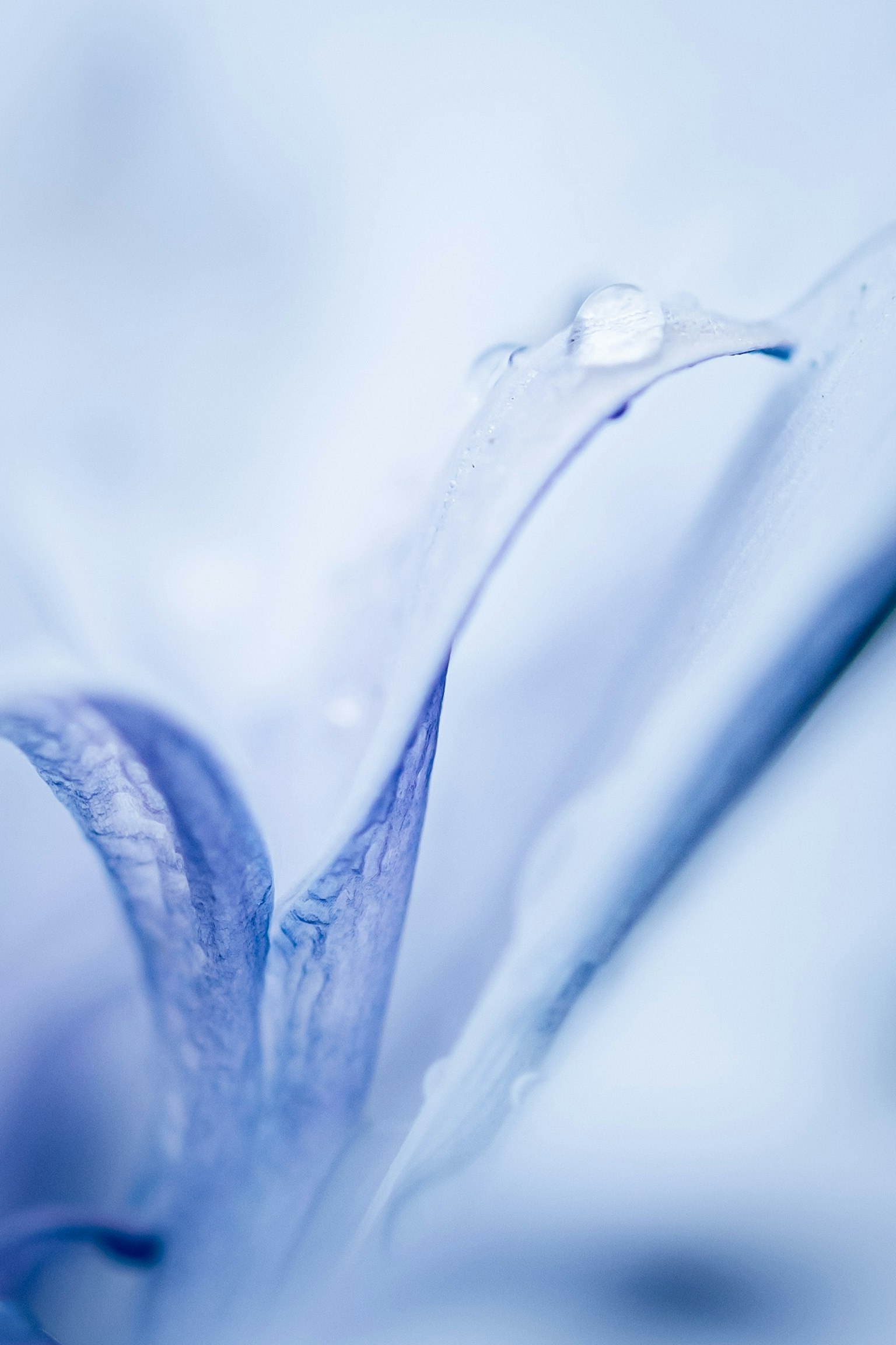 Gros plan d'un pétale de fleur bleu pâle avec une goutte d'eau au bout