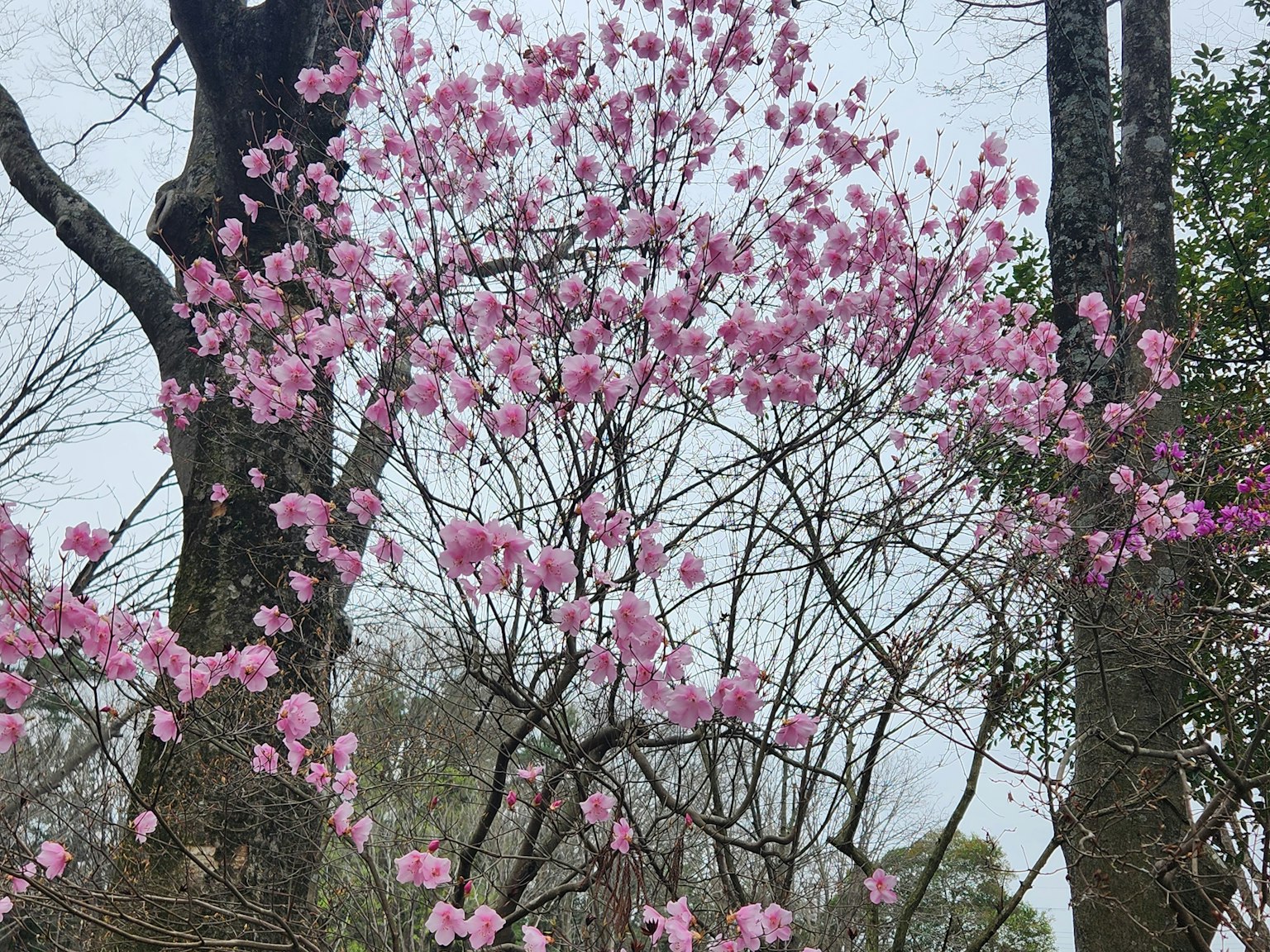 Äste eines Baumes, bedeckt mit rosa Kirschblüten in einer natürlichen Umgebung