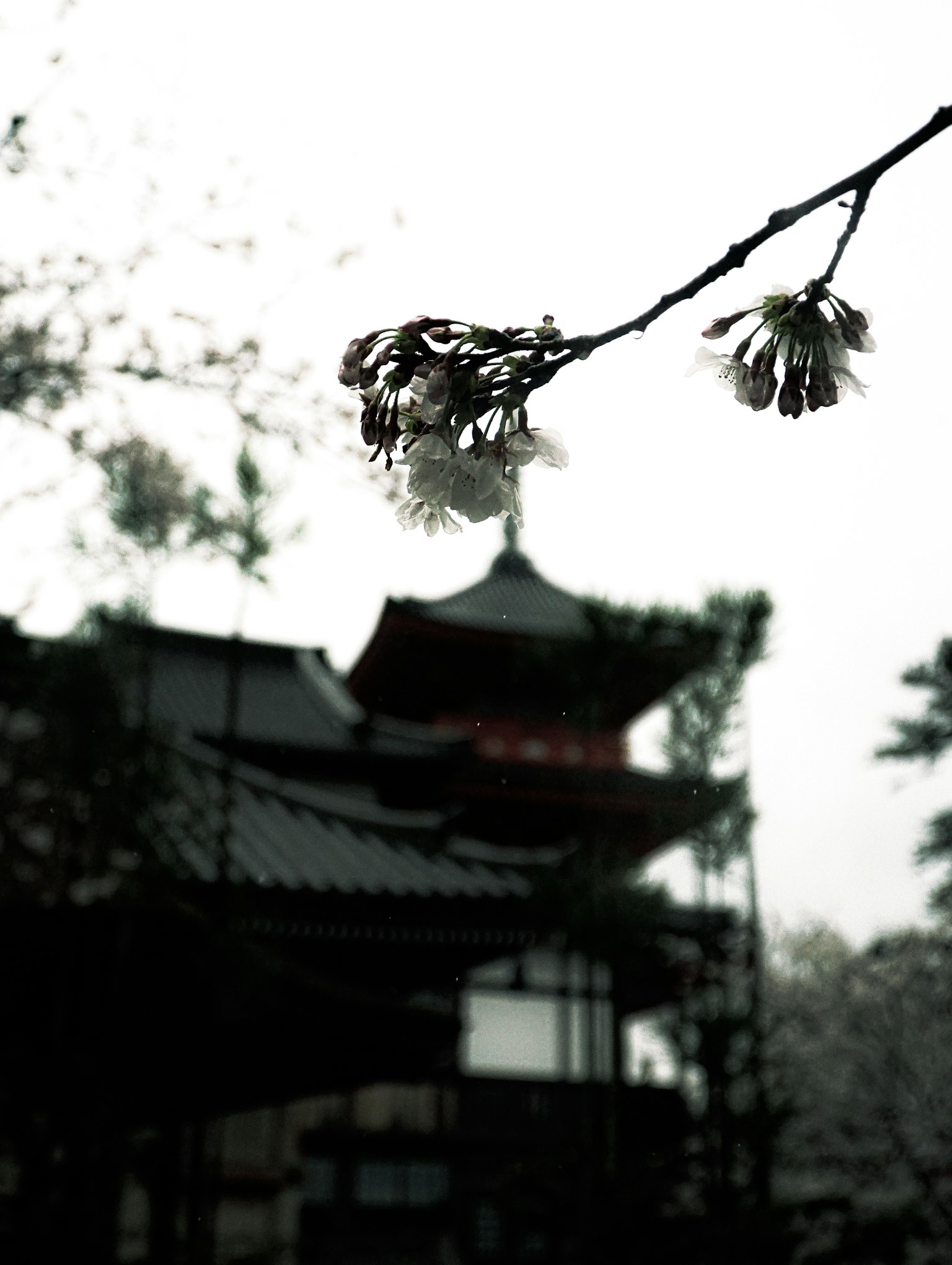 Kirschzweig mit Blüten und Silhouette eines alten Gebäudes im Hintergrund