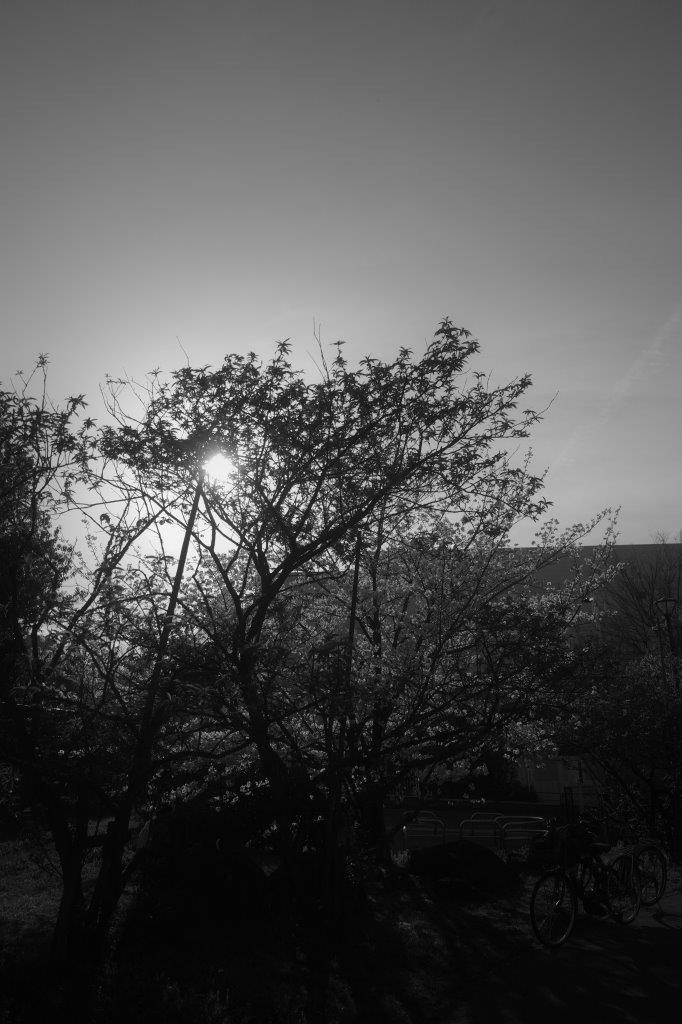 dusk sky with silhouetted trees landscape