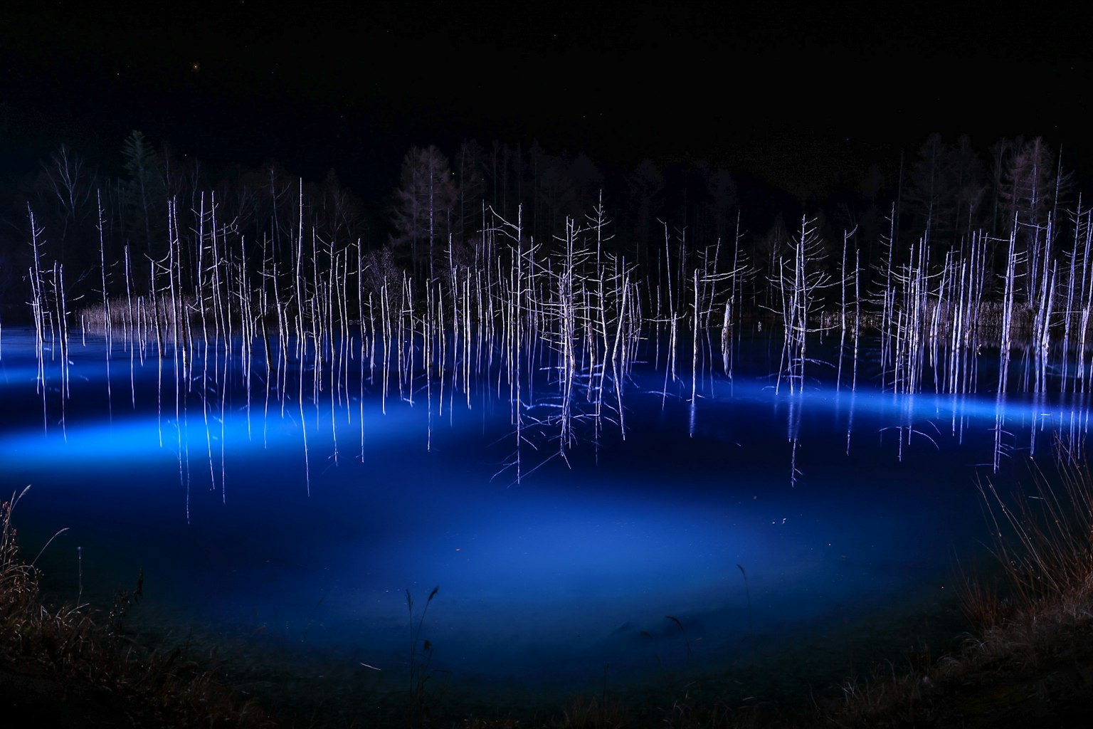 Paesaggio inquietante di alberi morti illuminati da luce blu in un ambiente acquatico scuro