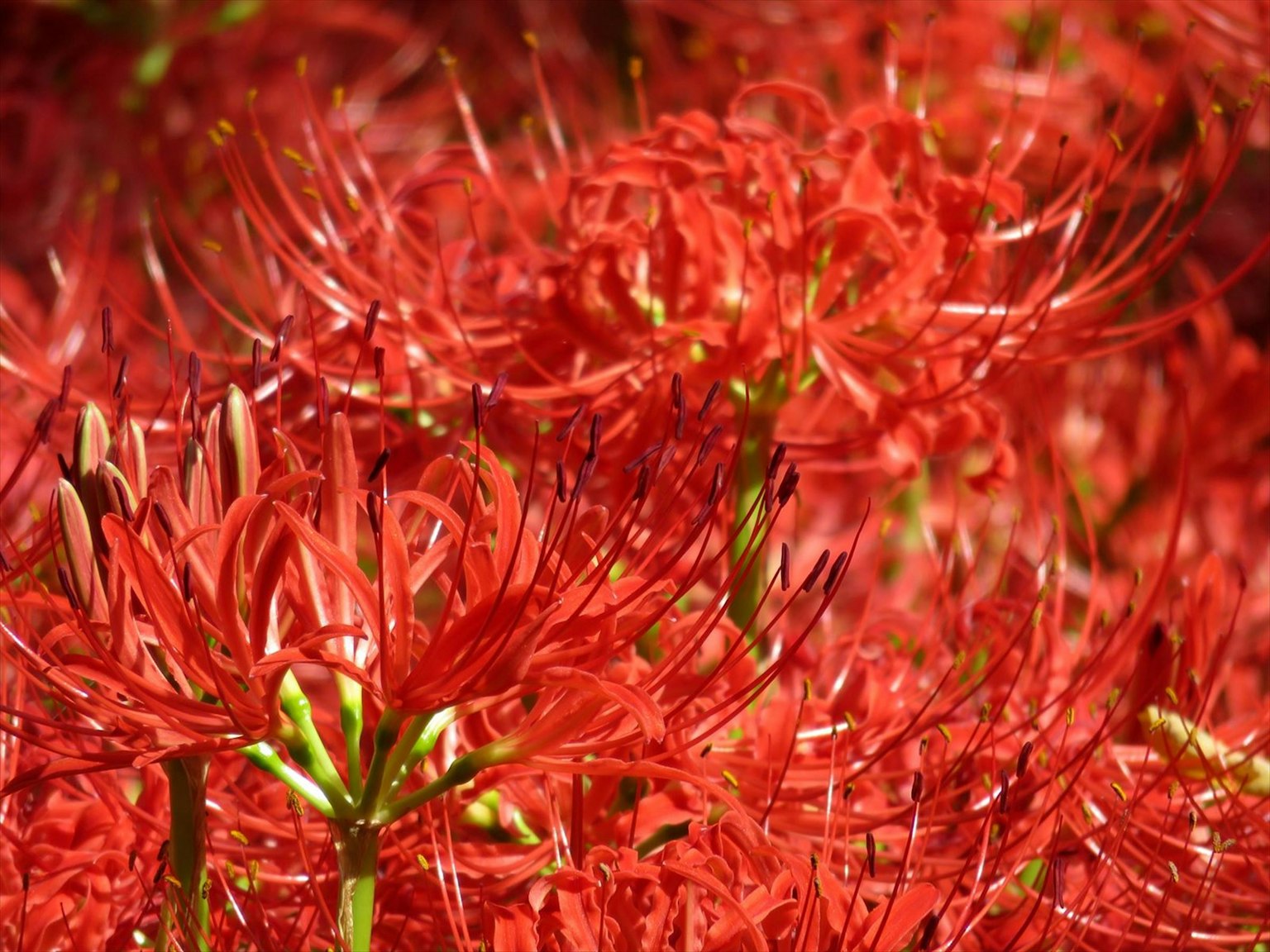 Groupe vibrant de lys araignée rouges en pleine floraison
