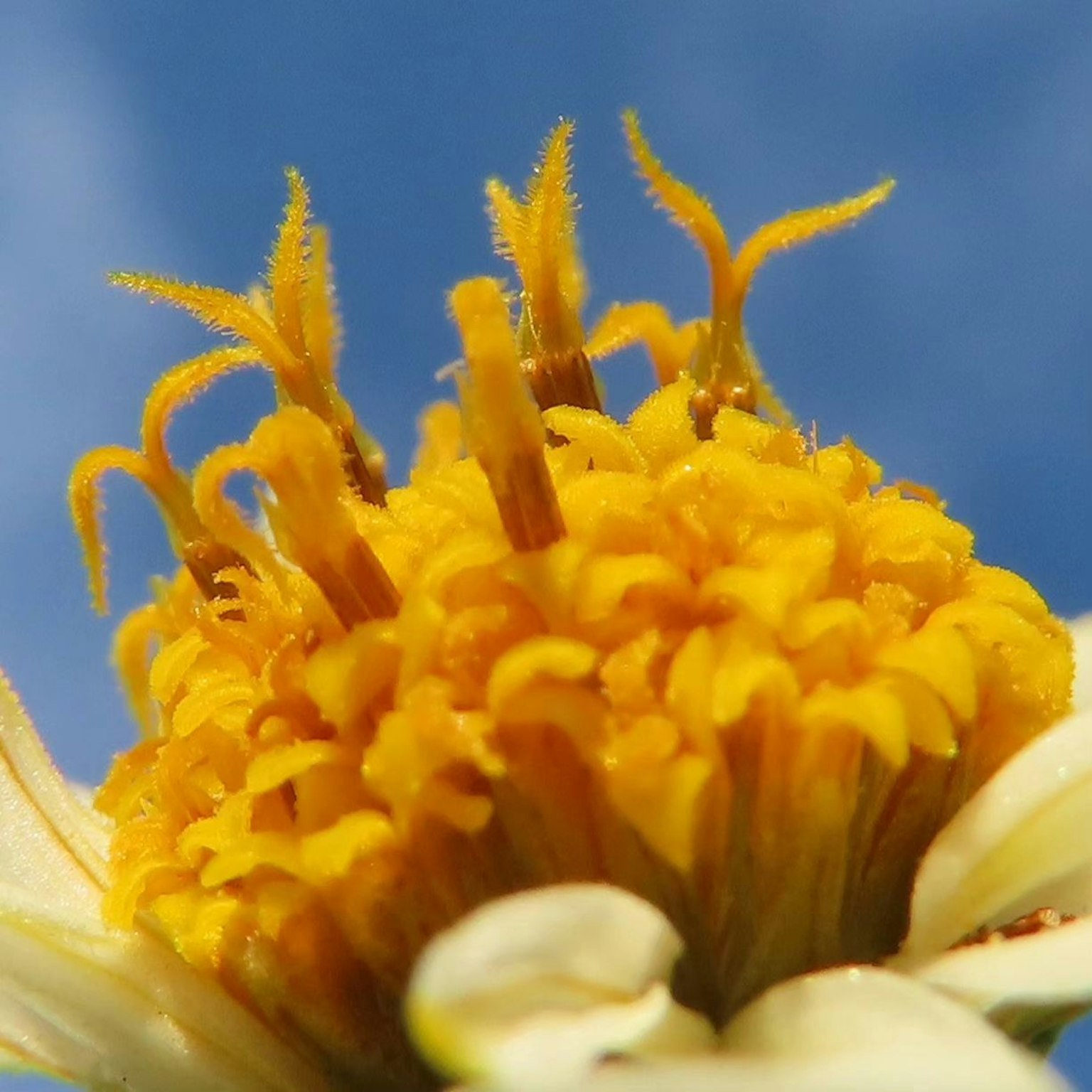 Gros plan du centre d'une fleur jaune avec des pétales et un arrière-plan de ciel bleu