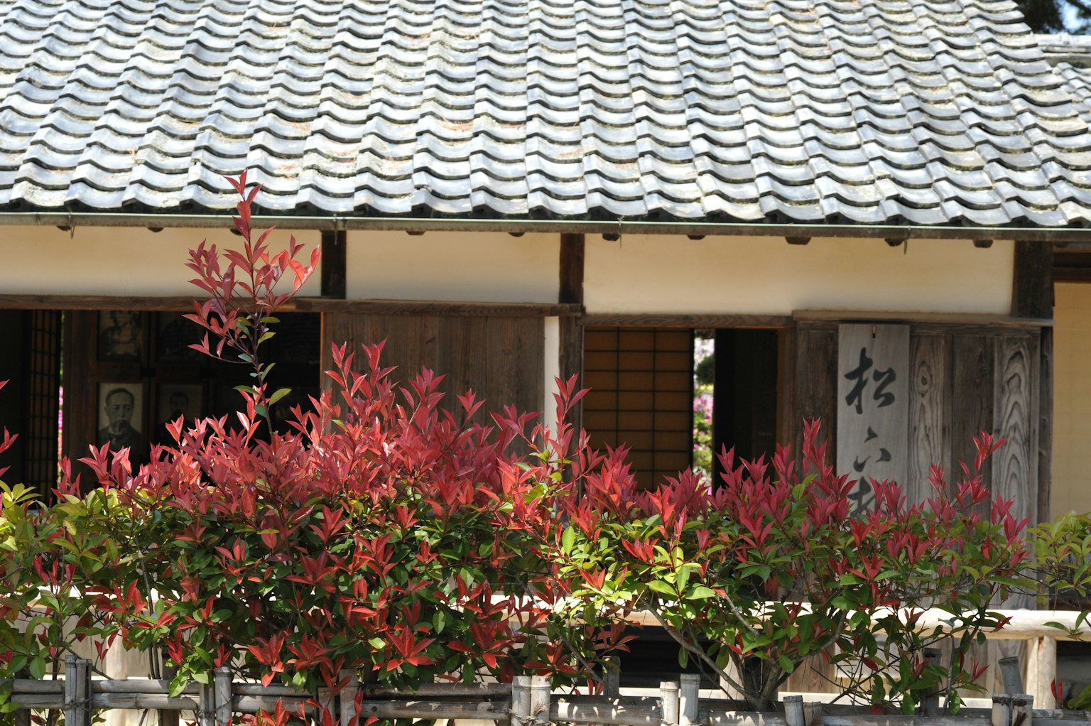 传统日本房屋与红叶植物