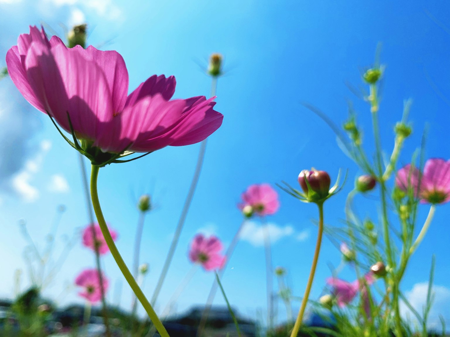 Fleurs de cosmos roses s'épanouissant sous un ciel bleu