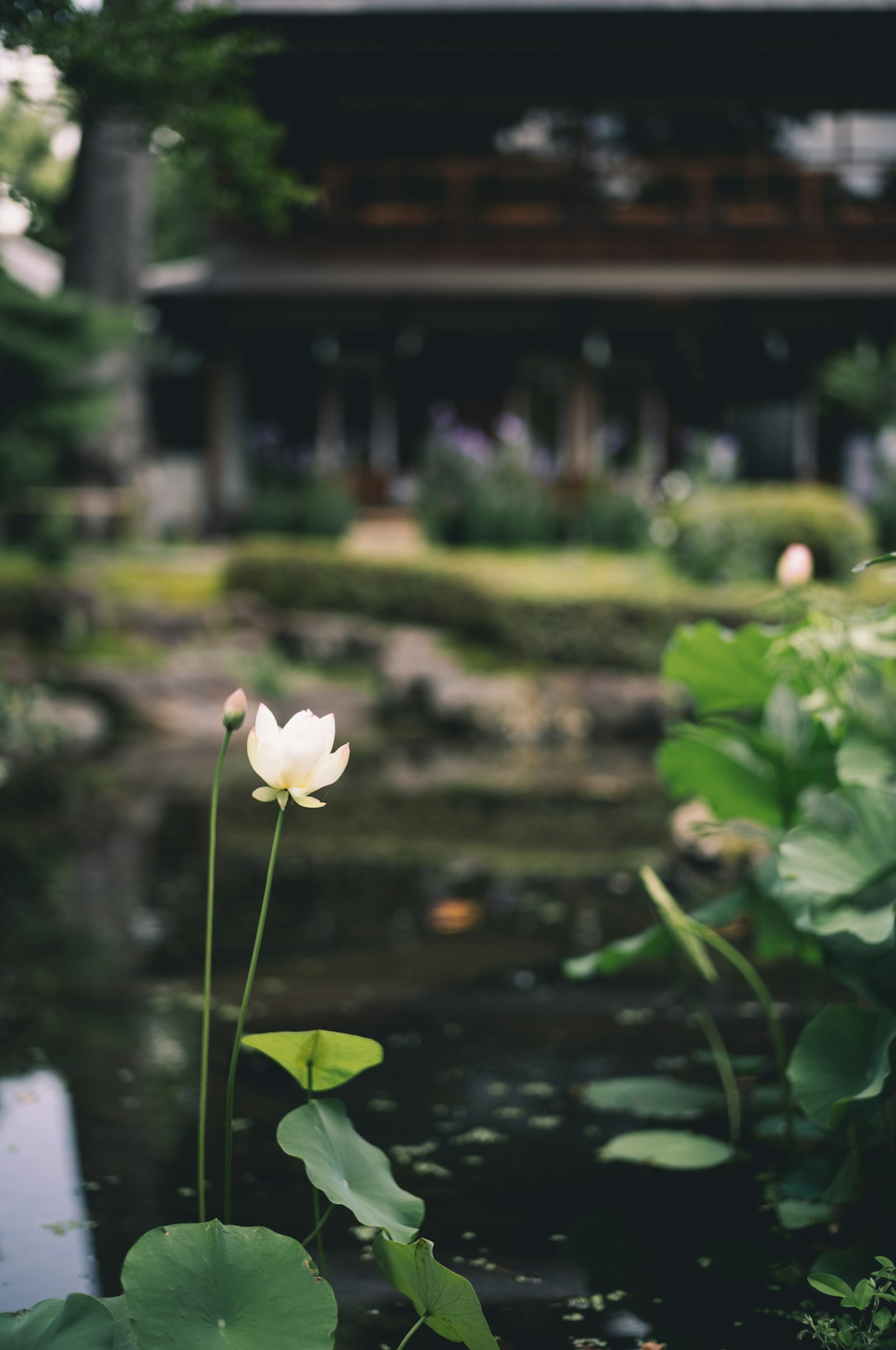 A beautiful garden scene featuring a white lotus flower and green leaves near a pond