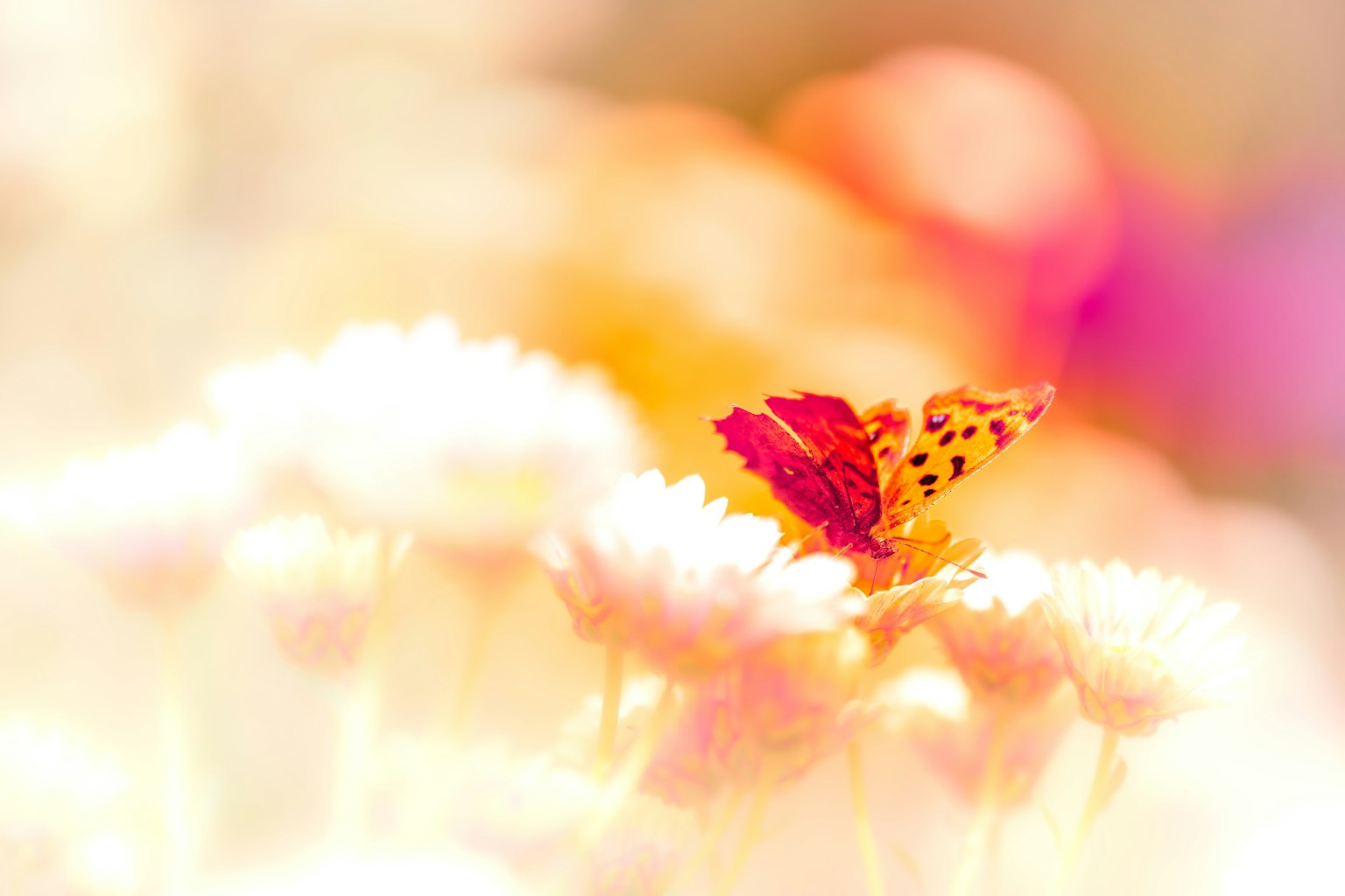 Close-up kupu-kupu yang hinggap di bunga berwarna-warni yang diselimuti cahaya lembut menangkap suasana musim semi