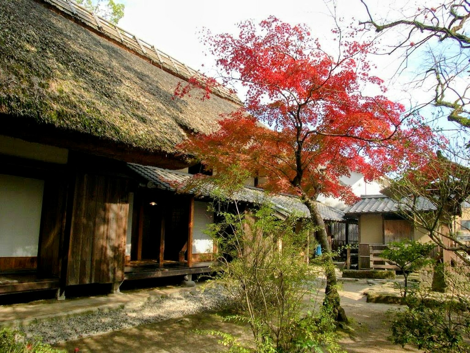 Pemandangan rumah tradisional Jepang dengan pohon maple merah