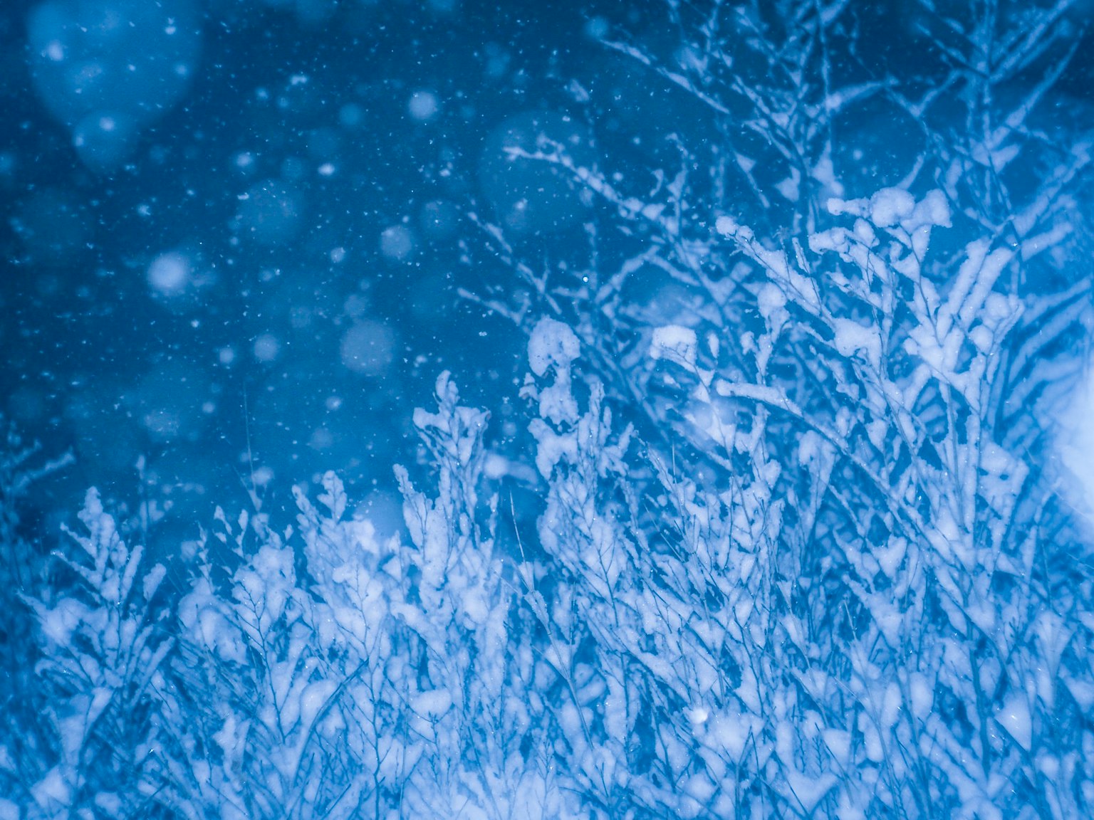 Fondo de árboles cubiertos de nieve azul