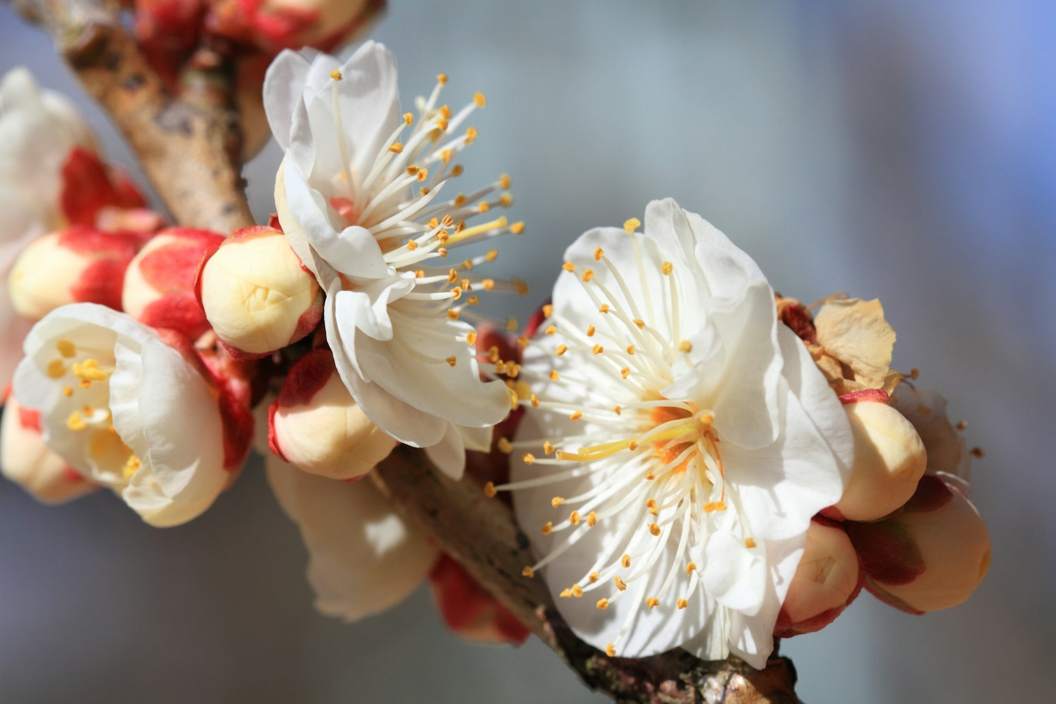 Gros plan sur de belles fleurs blanches et des bourgeons sur une branche
