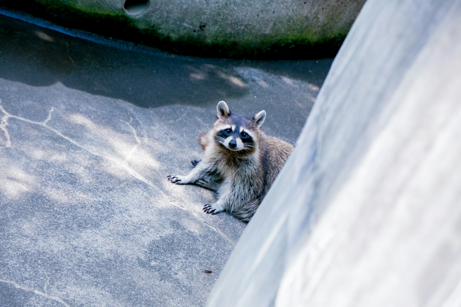 Mapache sentado sobre concreto con un fondo natural