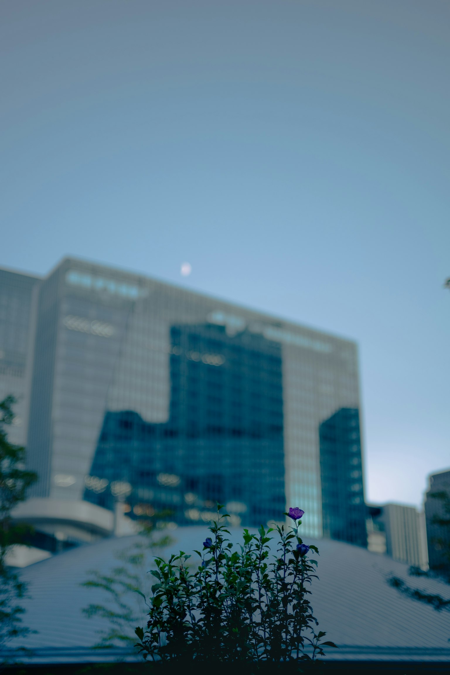 A small flower pot in the foreground with a modern building in the background