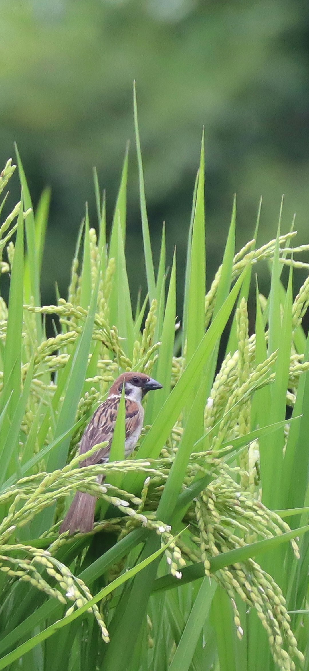 稲穂の中のスズメが見つめる夏の緑の野鳥シーン