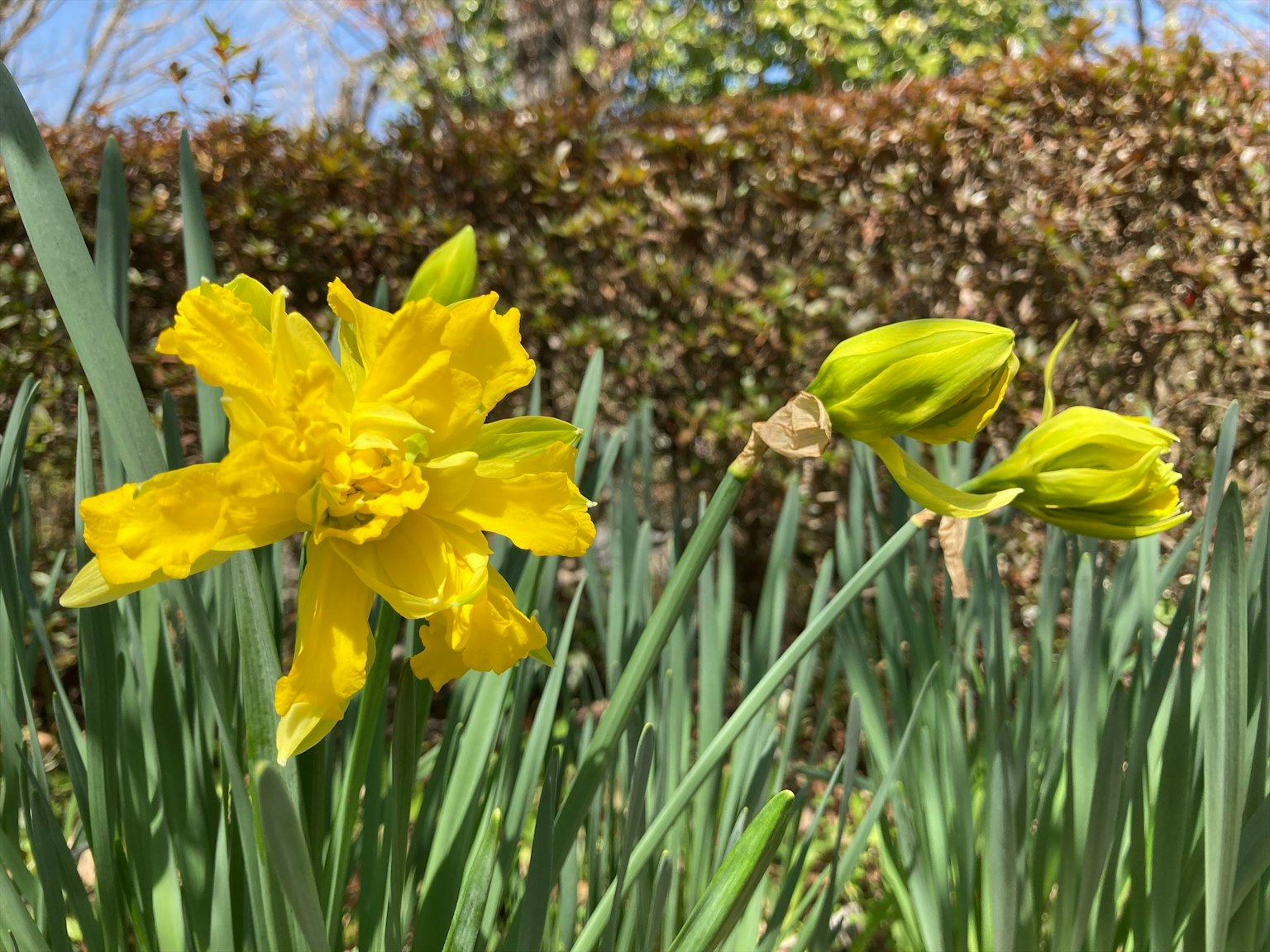 Garden scene with a bright yellow daffodil flower and buds