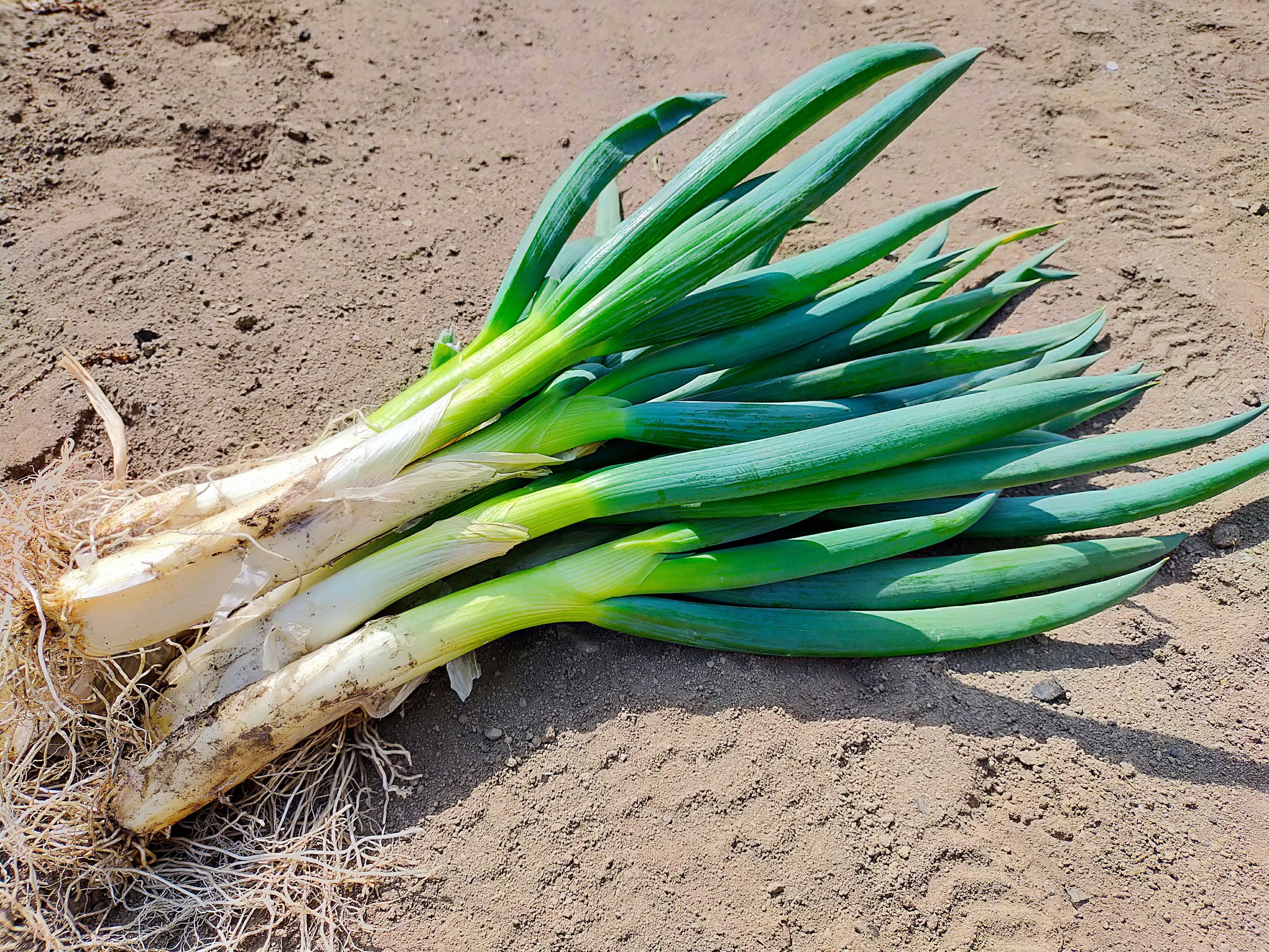 bunch of green onions on soil