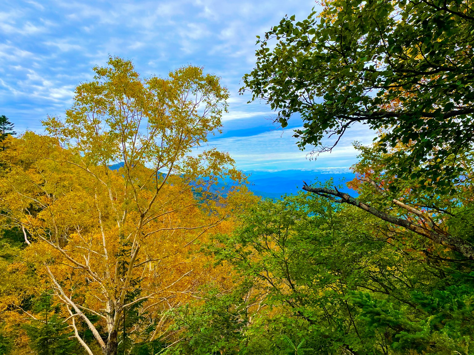 Paesaggio autunnale circondato da alberi verdi e cielo blu