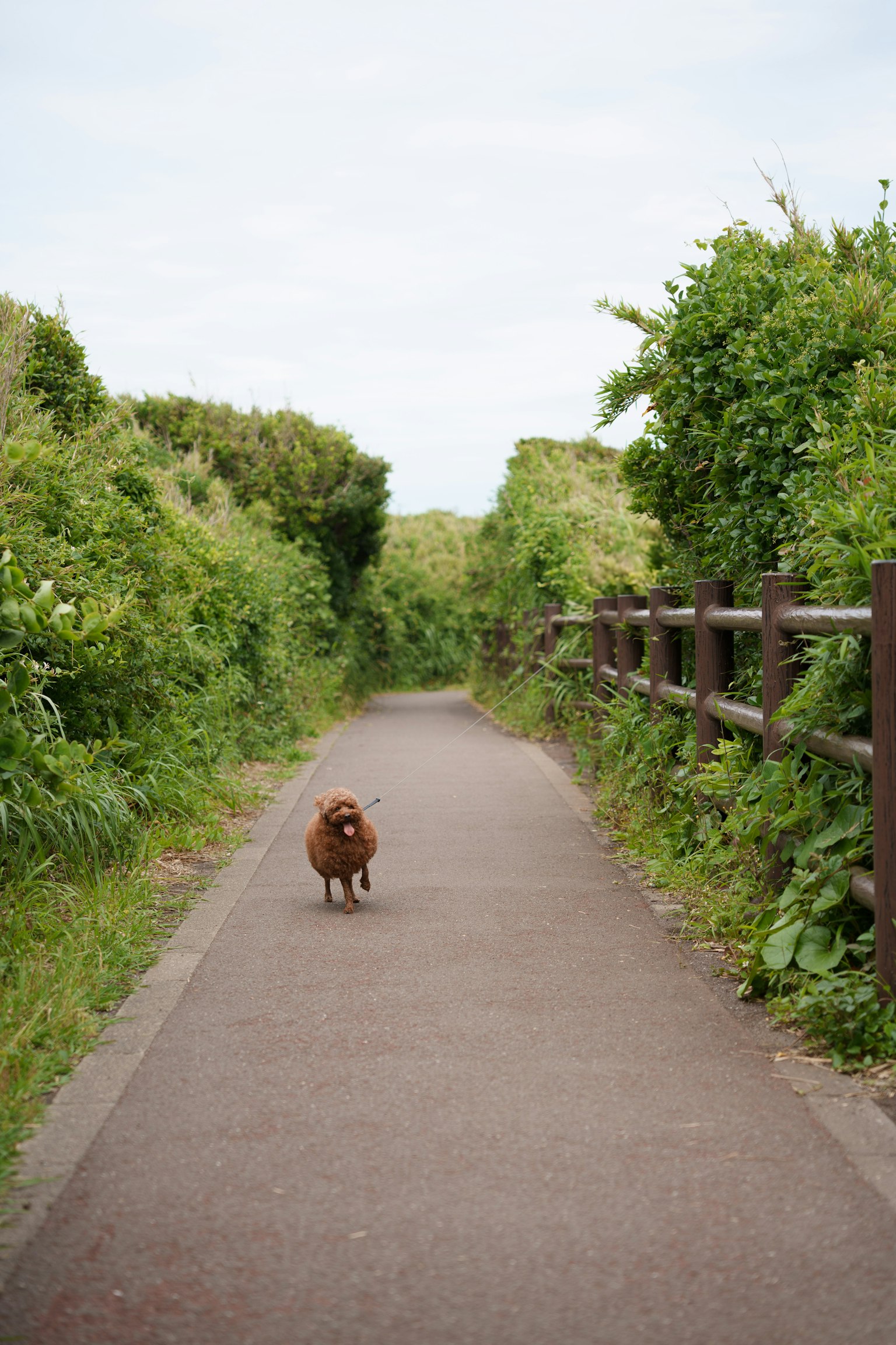 緑に囲まれた小道を歩く犬の写真