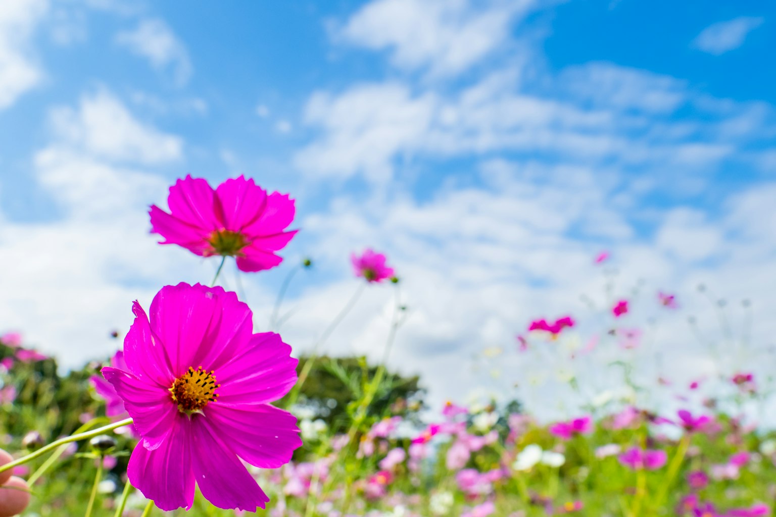 Fiori di cosmos rosa vibranti che fioriscono sotto un cielo azzurro brillante