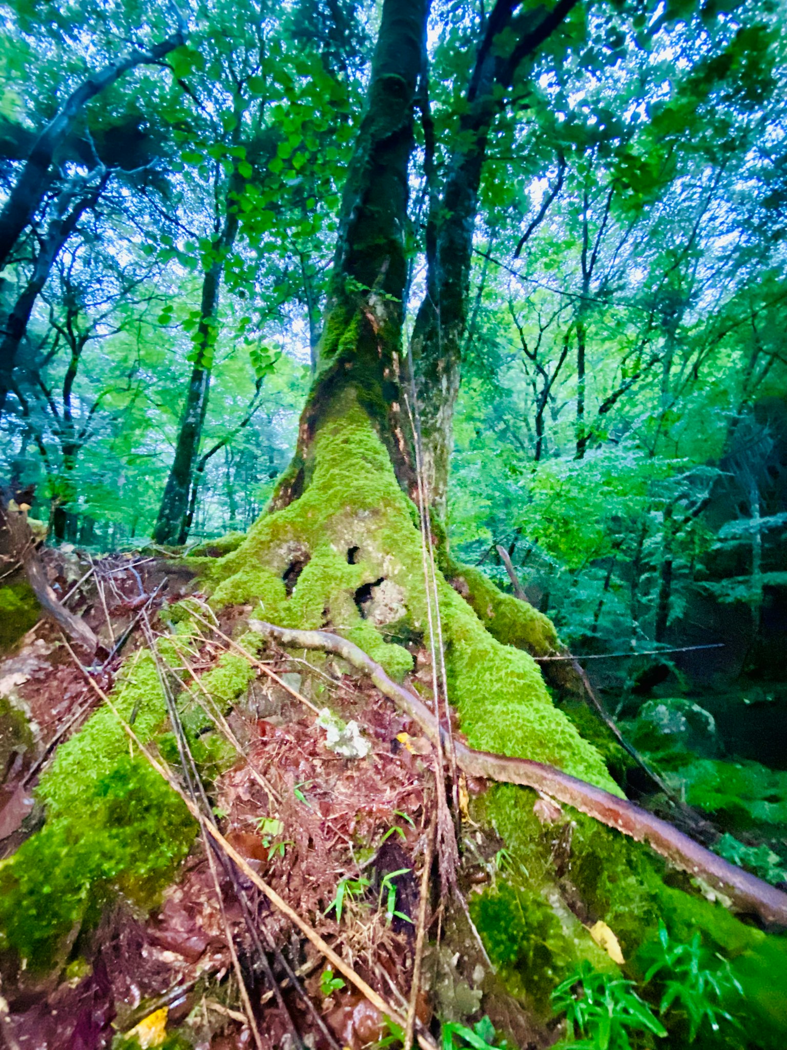 Large tree trunk covered in moss in a lush green forest