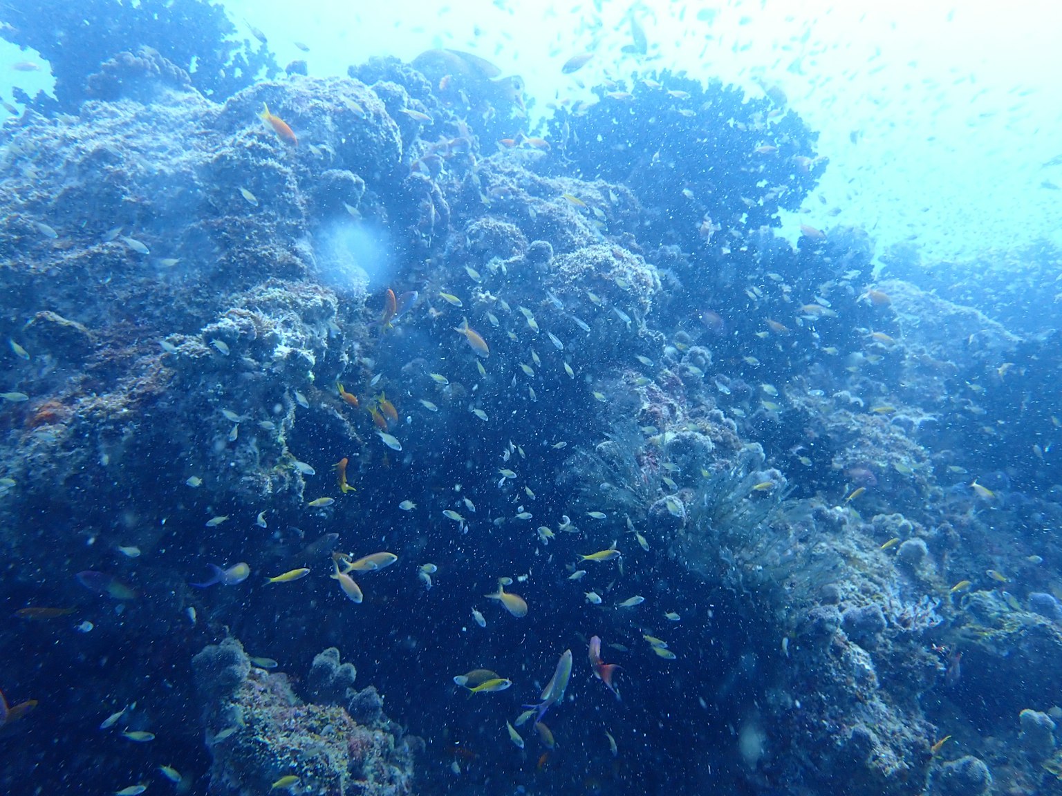 Unterwasserszene mit einem Korallenriff und bunten Fischen, die schwimmen