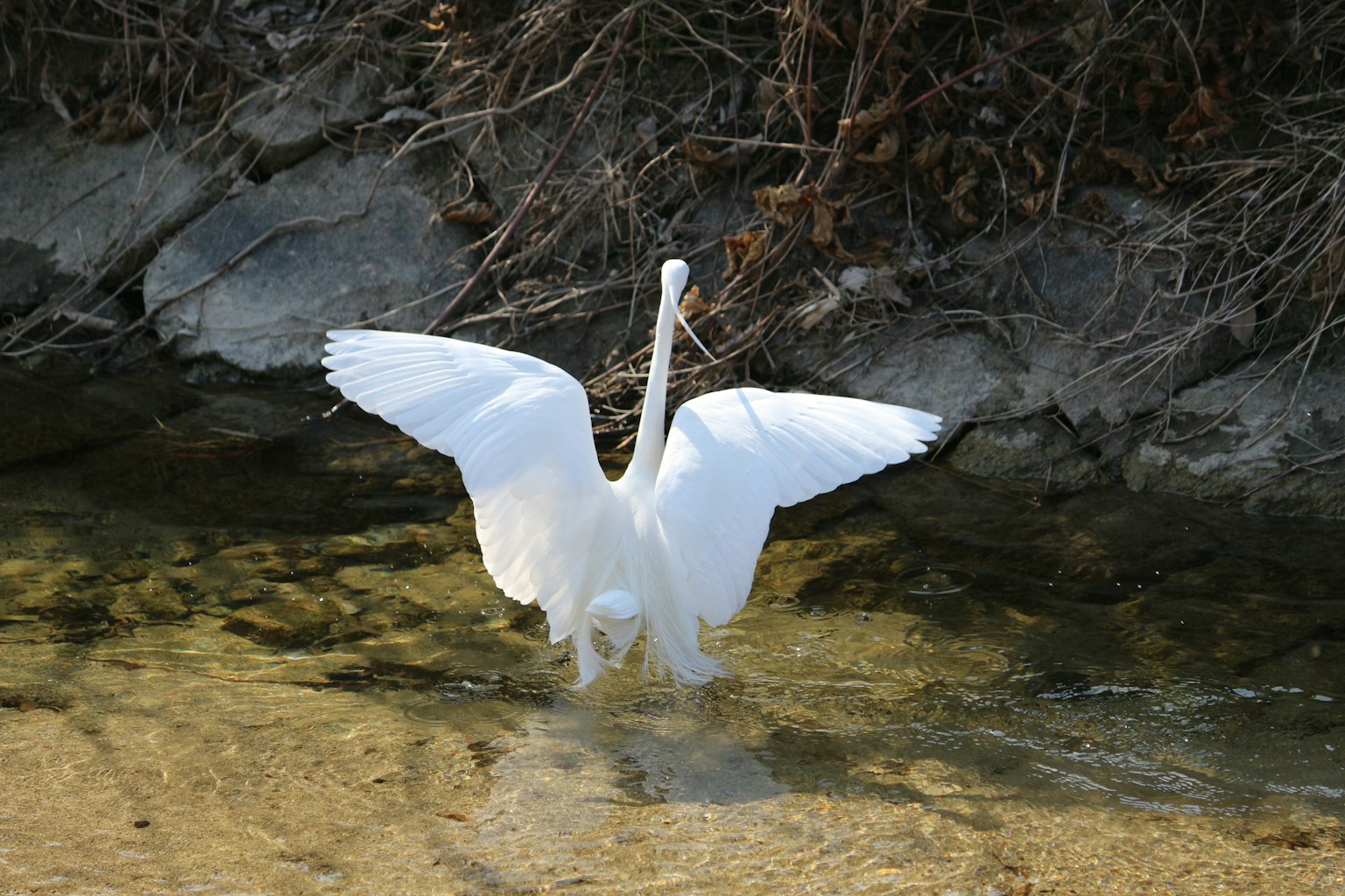 Un airone bianco che apre le ali vicino all'acqua