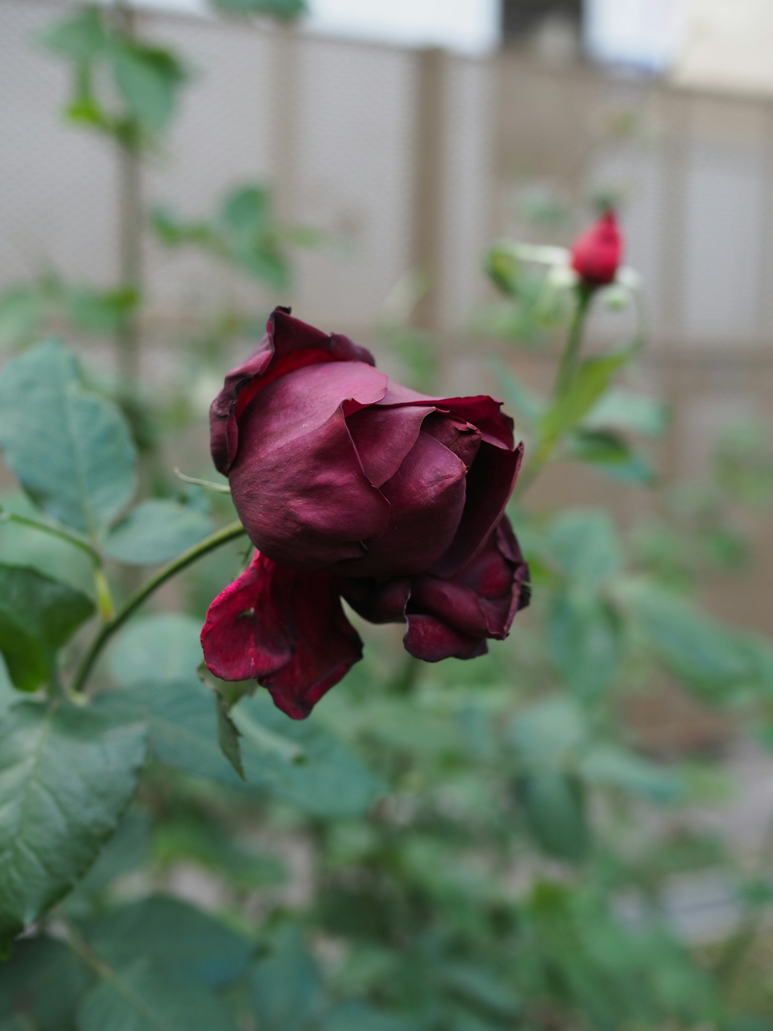 Capullo de rosa roja oscura con hojas verdes y otros capullos al fondo