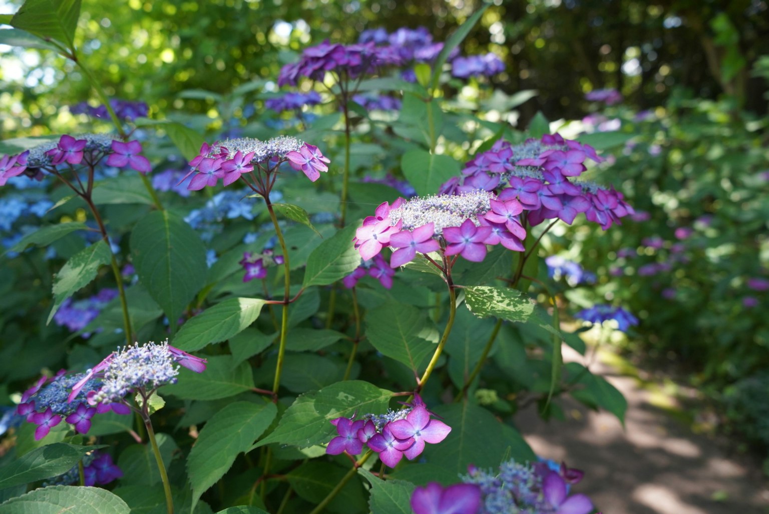 Lebendige lila und blaue Blumen blühen zwischen üppigem Grün