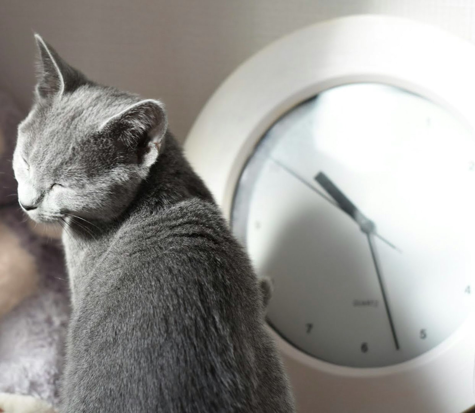Gray cat sitting in front of a round clock