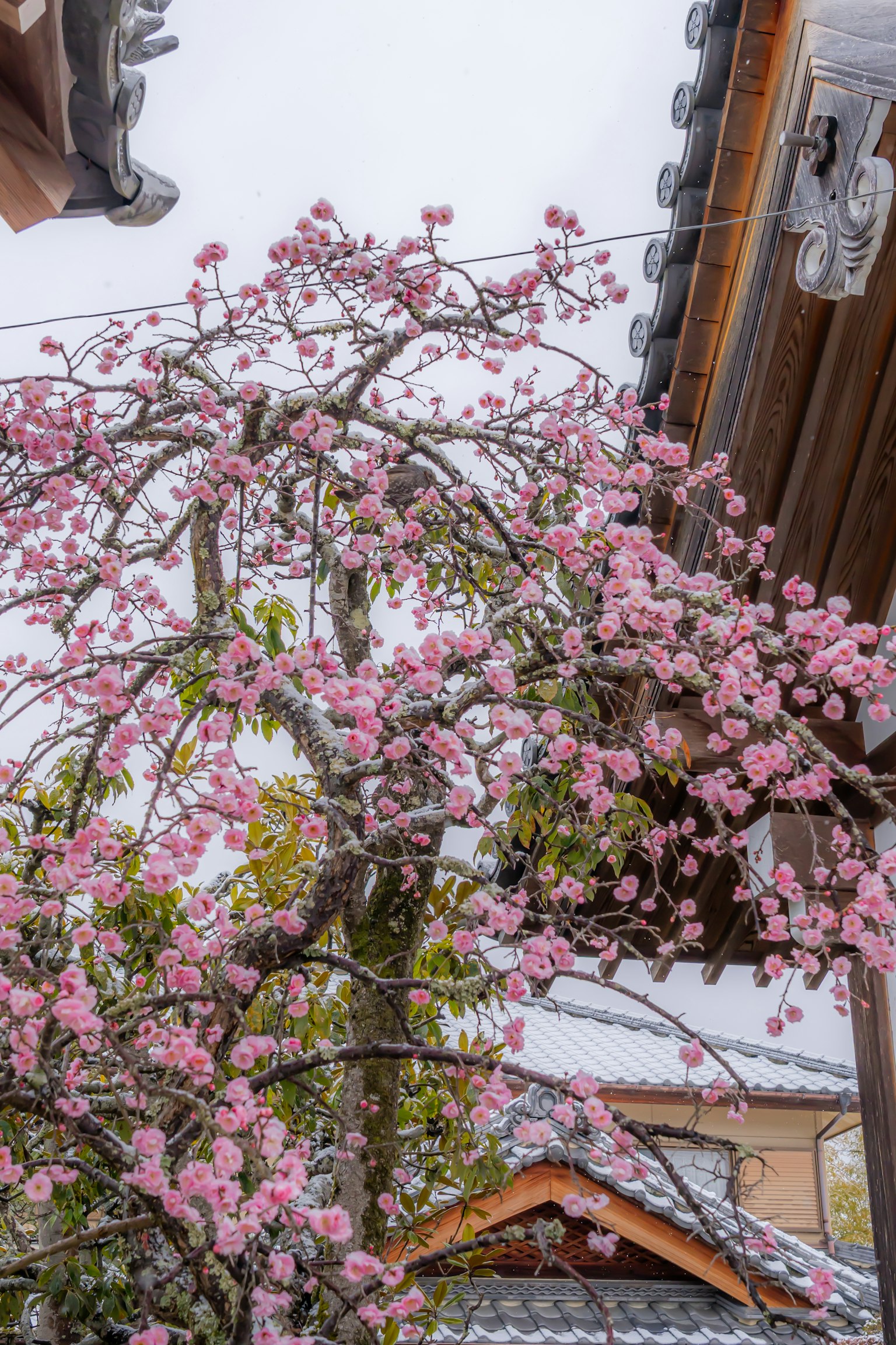 Albero di ciliegio in fiore su sfondo nevoso con architettura giapponese tradizionale