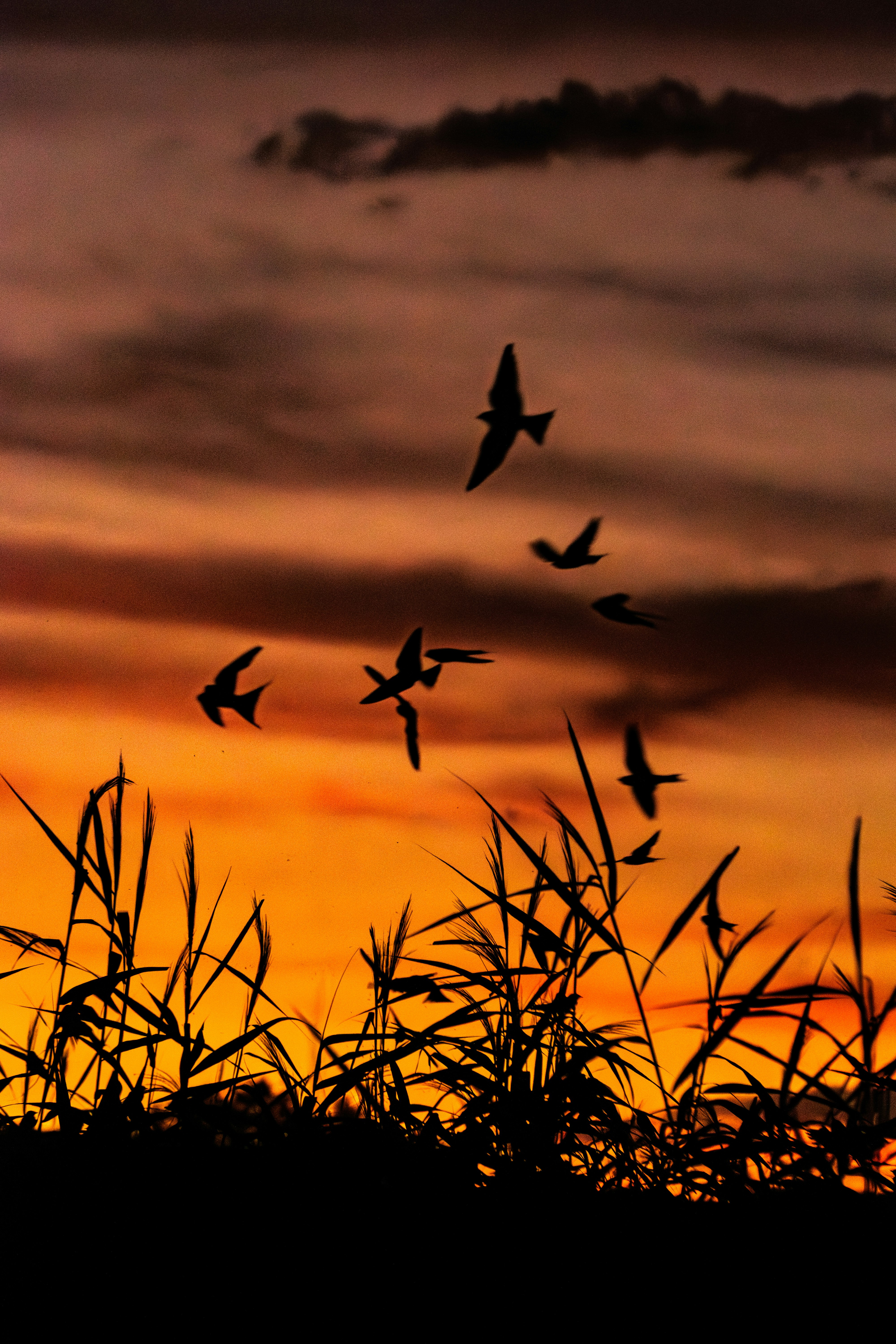 夕焼け空の草むらに飛ぶ鳥のシルエット
