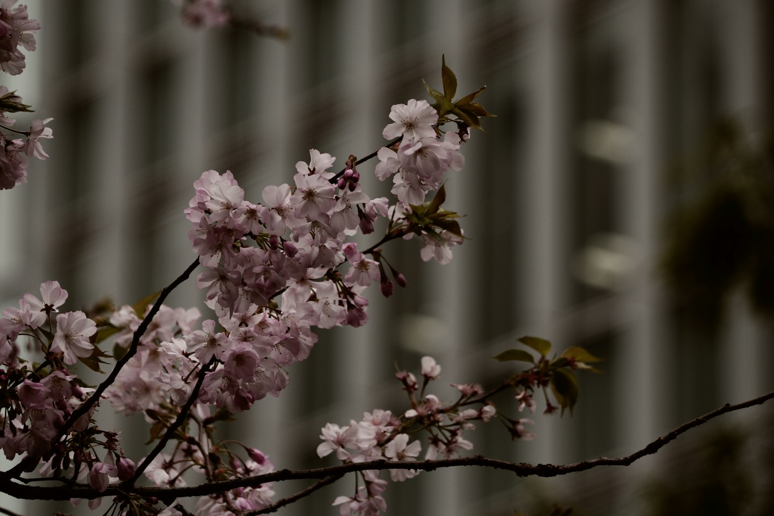 Branches de cerisier avec des fleurs roses pâles devant un bâtiment à rayures
